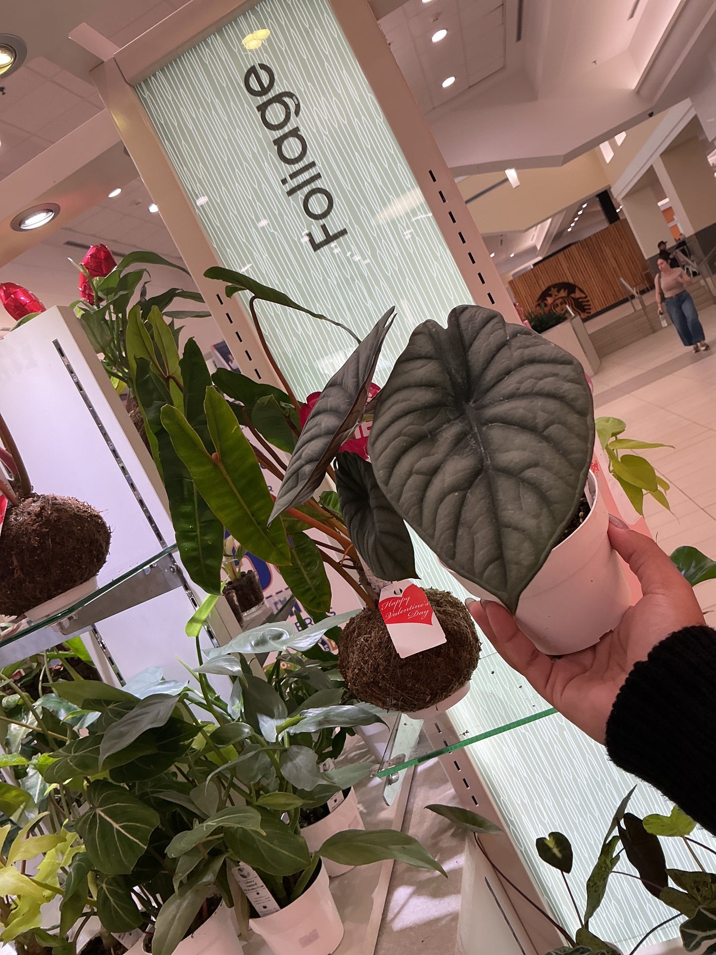 Alocasia Nebula Imperialis