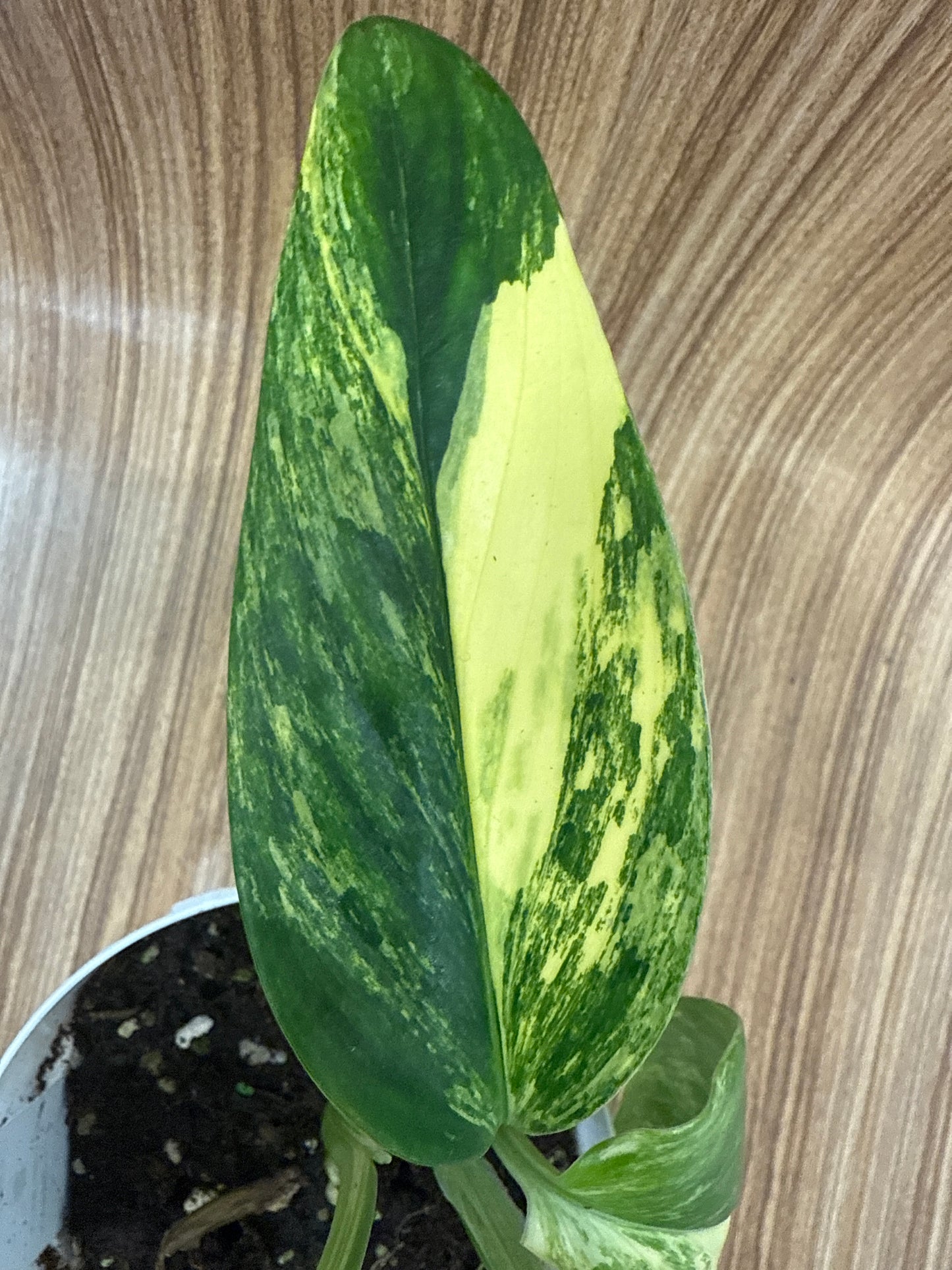 Monstera Standleyana Aurea Variegated