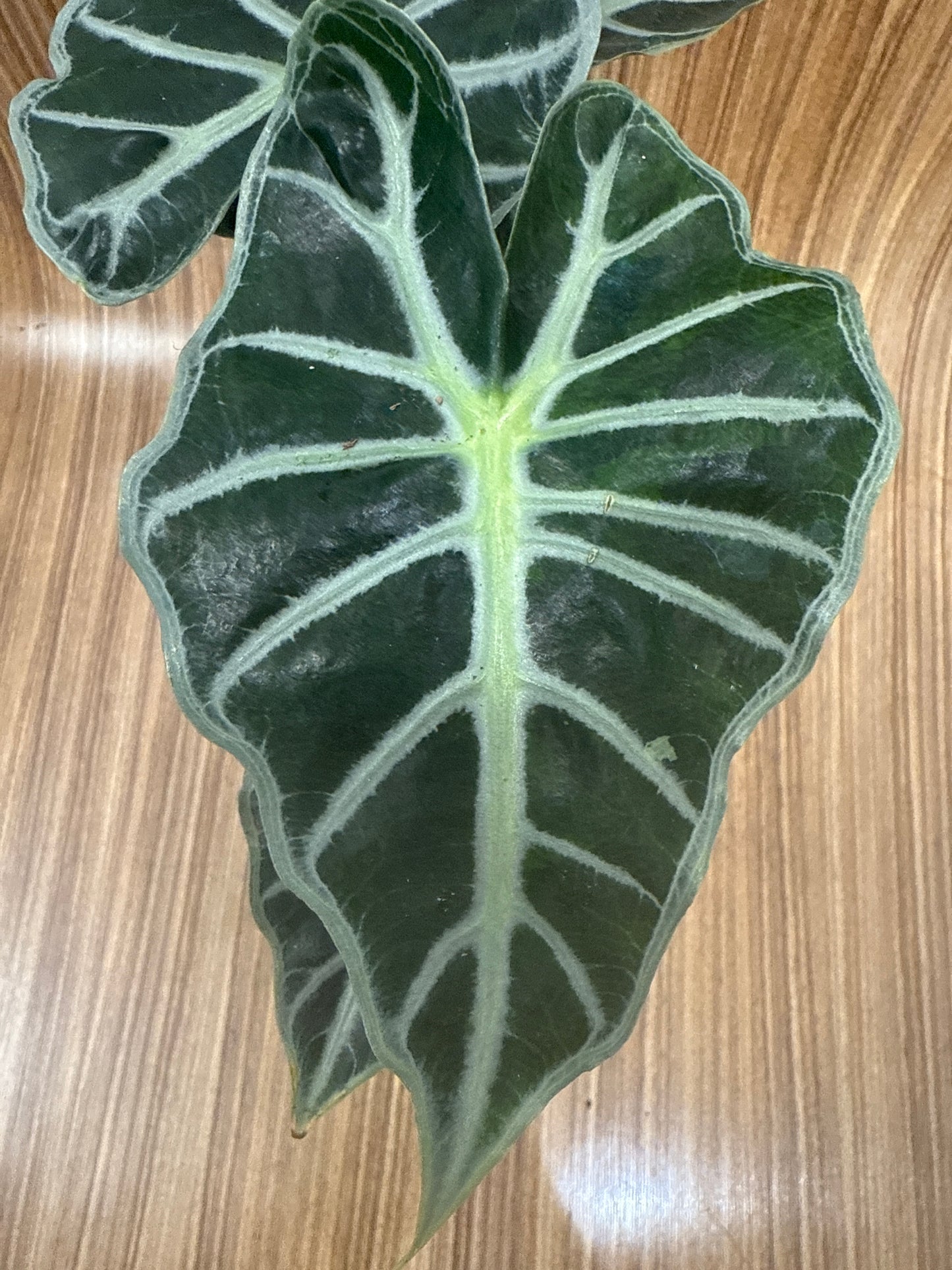 Alocasia Mandalay
