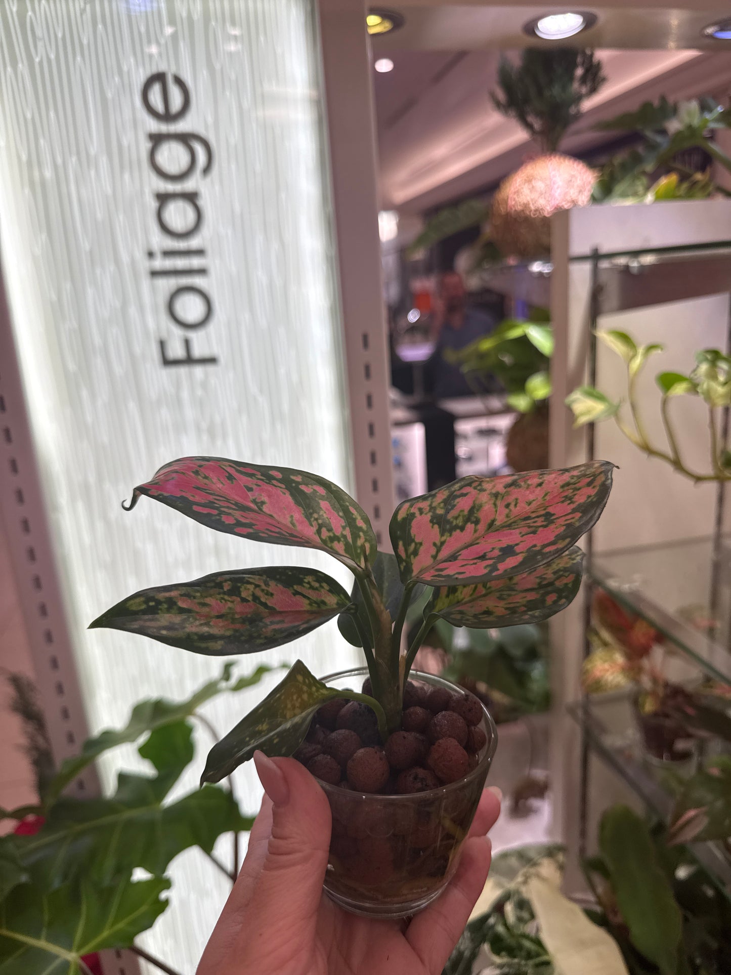 Aglaonema Red Valentine