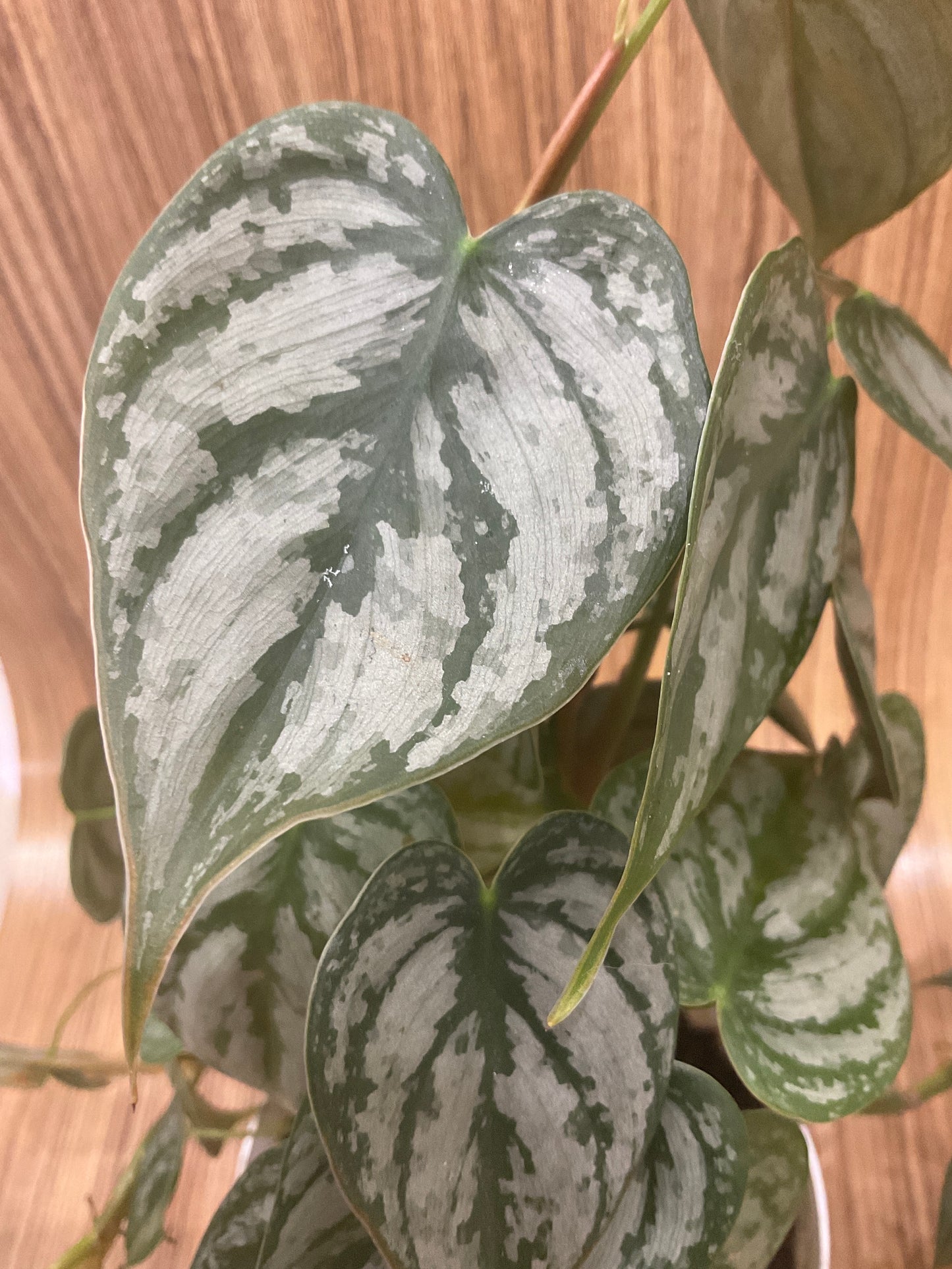 Philodendron Brandtianum