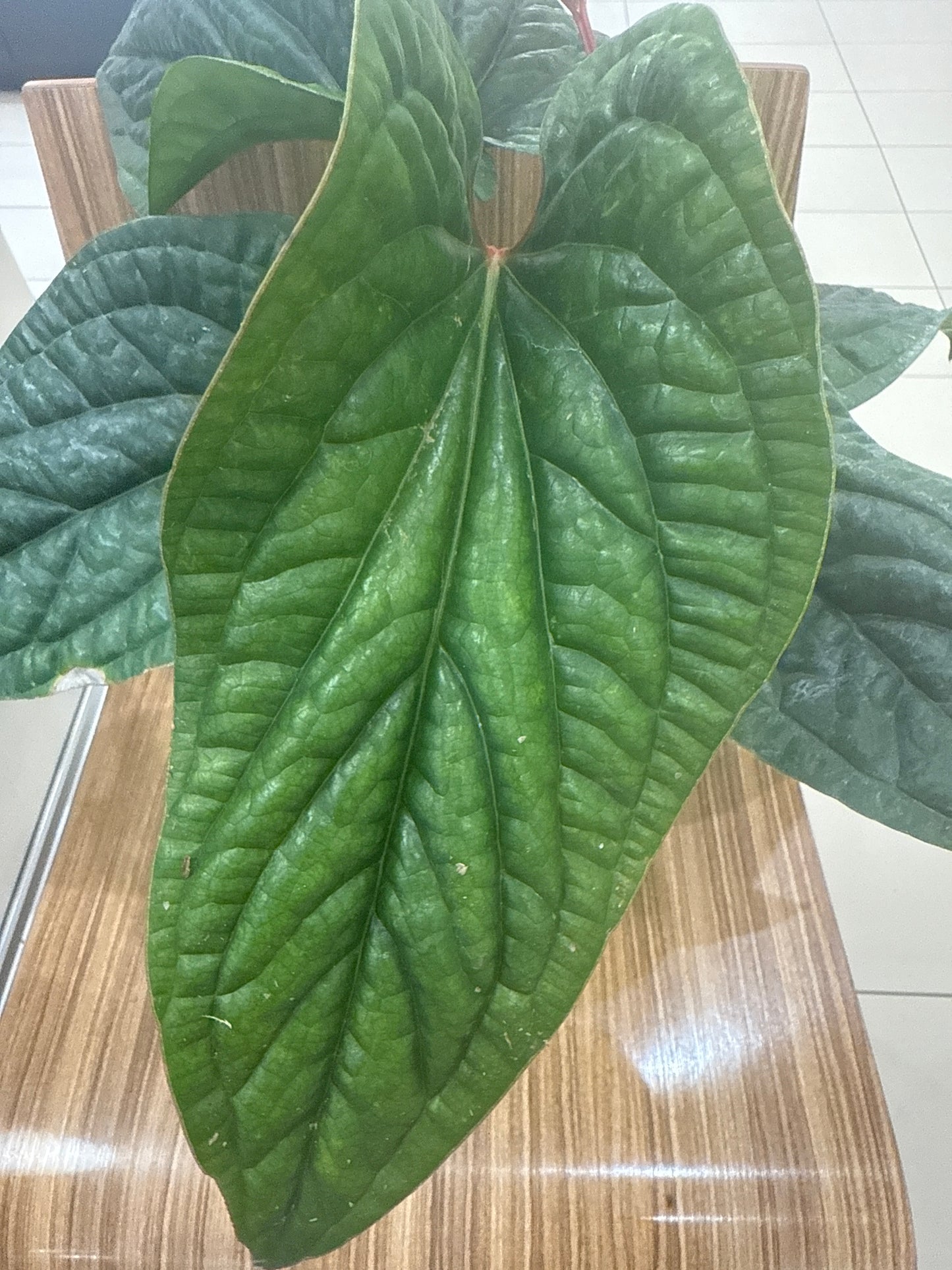 Anthurium Radican X Luxurians