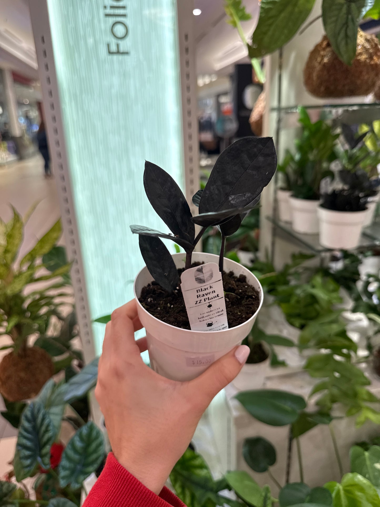 ZZ Plant Eternity Black Raven