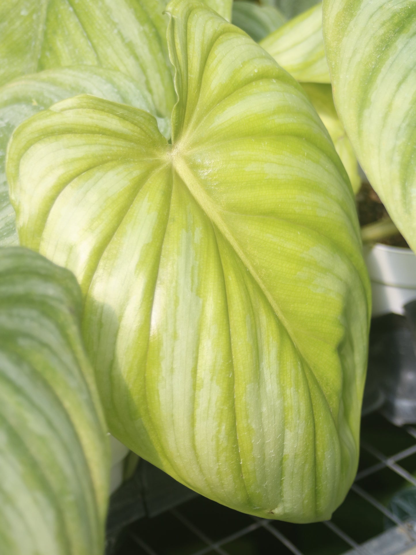 Pastazanum Silver Philodendron