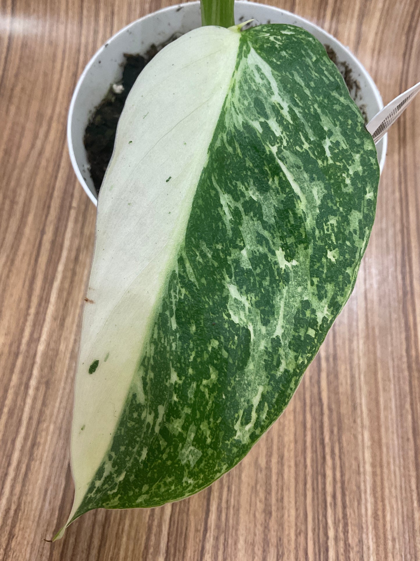 Philodendron Jose Buono