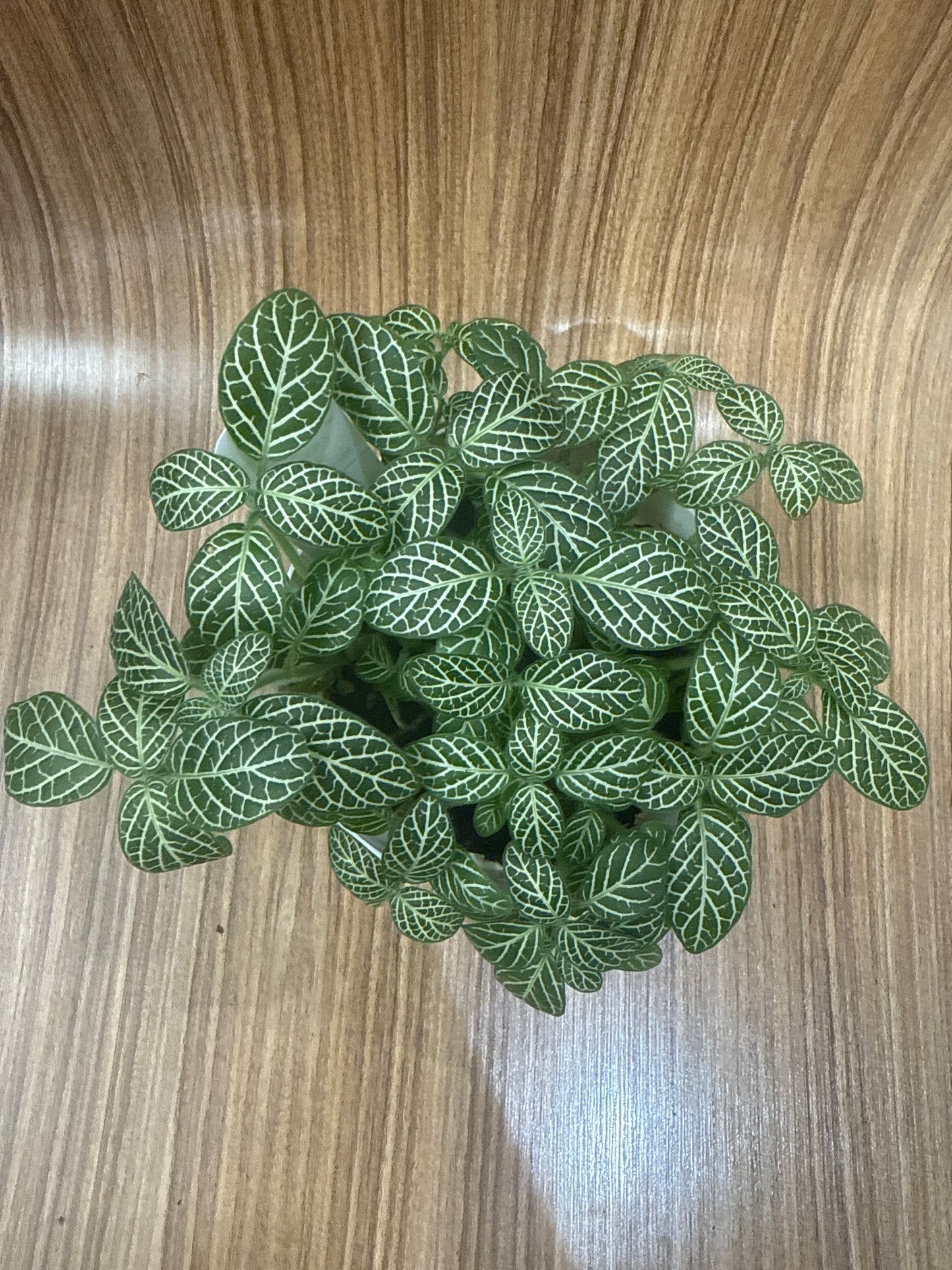 Fittonia White Nerve Plant