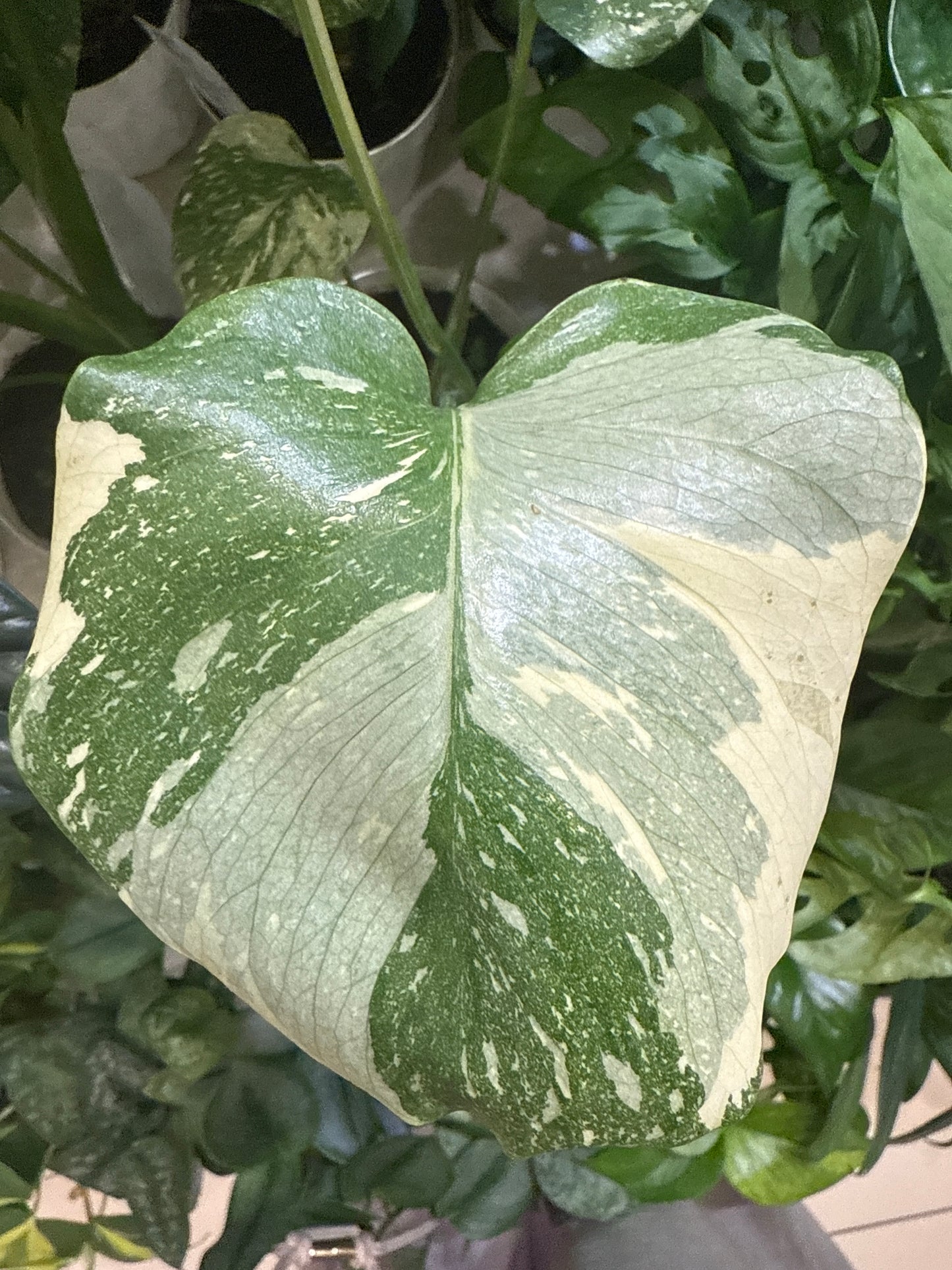 Monstera Thai Constellation