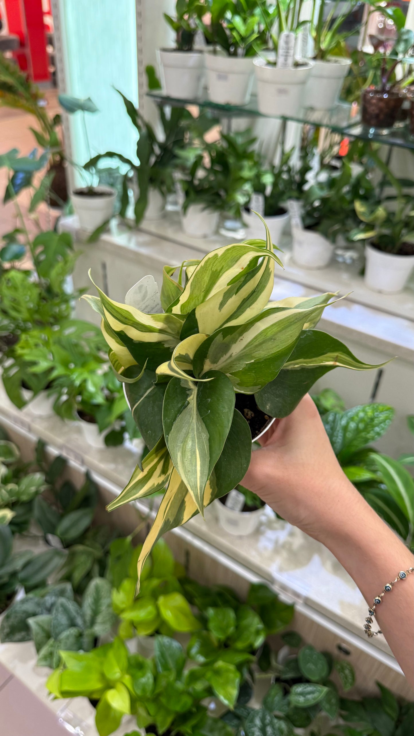 Philodendron Rio