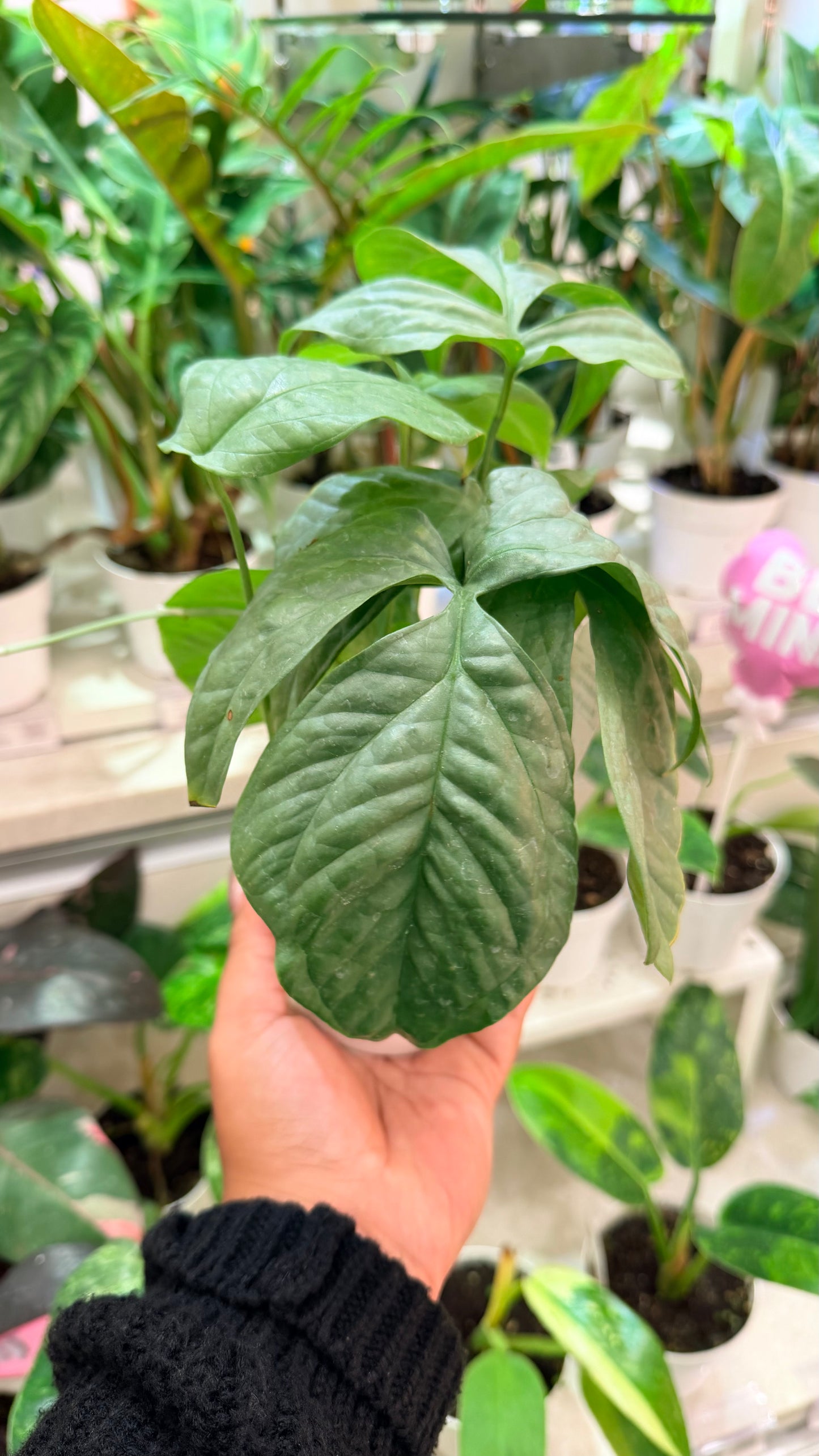 Amydrium Silver Spiderman Monsters