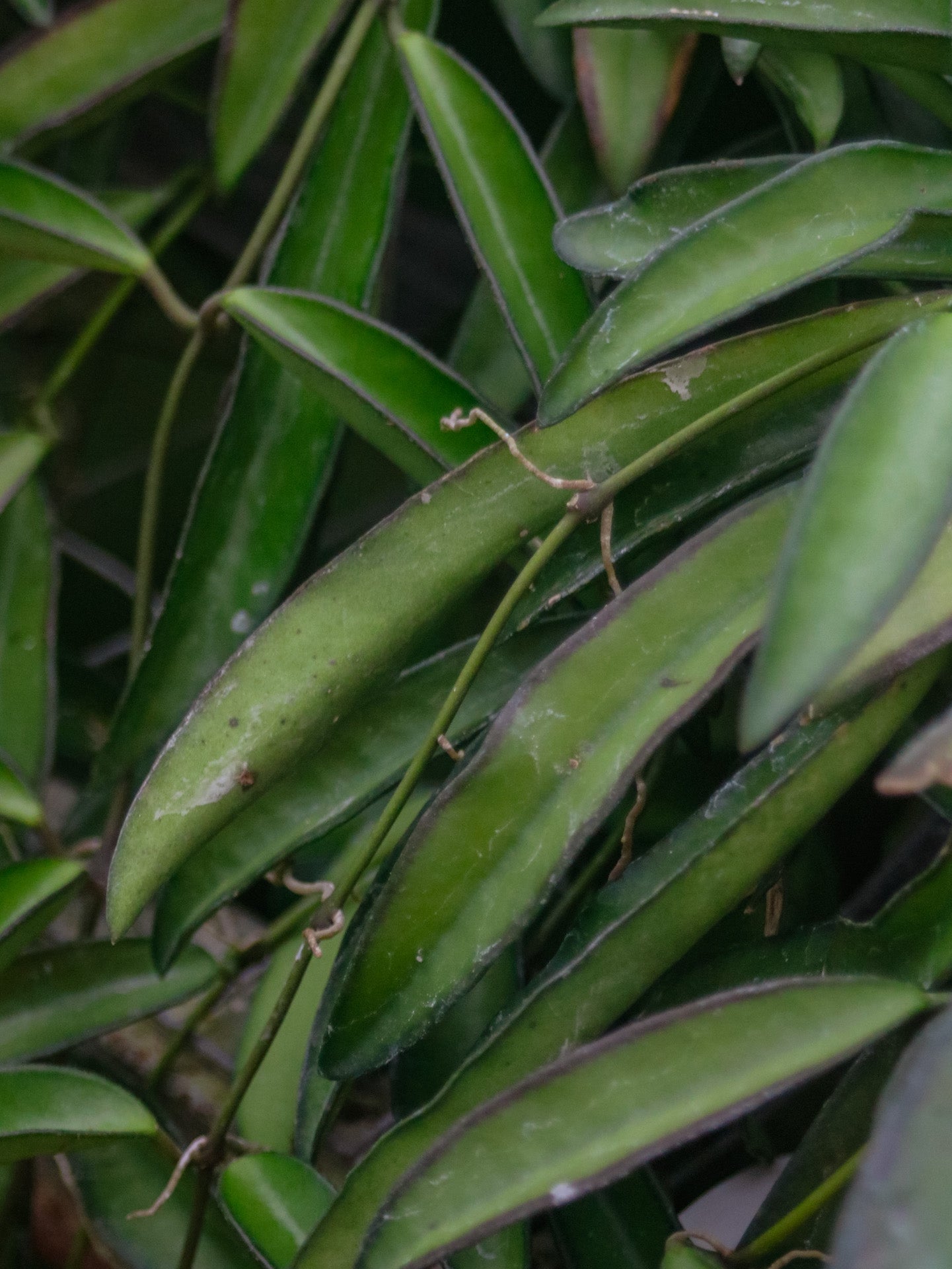 Wayetii Green Hoya