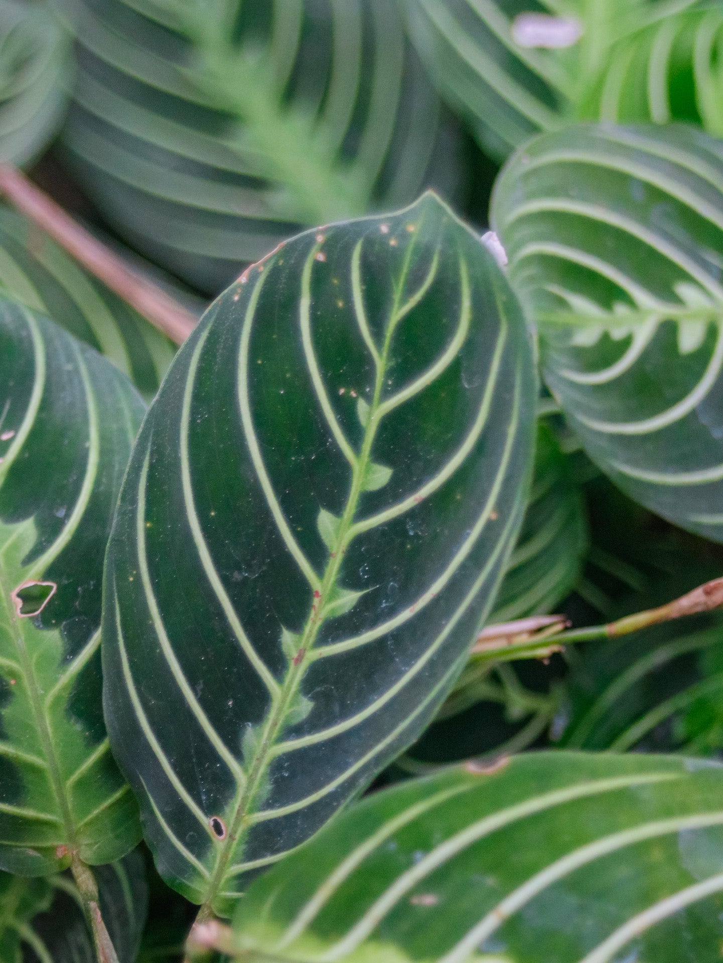 Lemon Lime Prayer Maranta