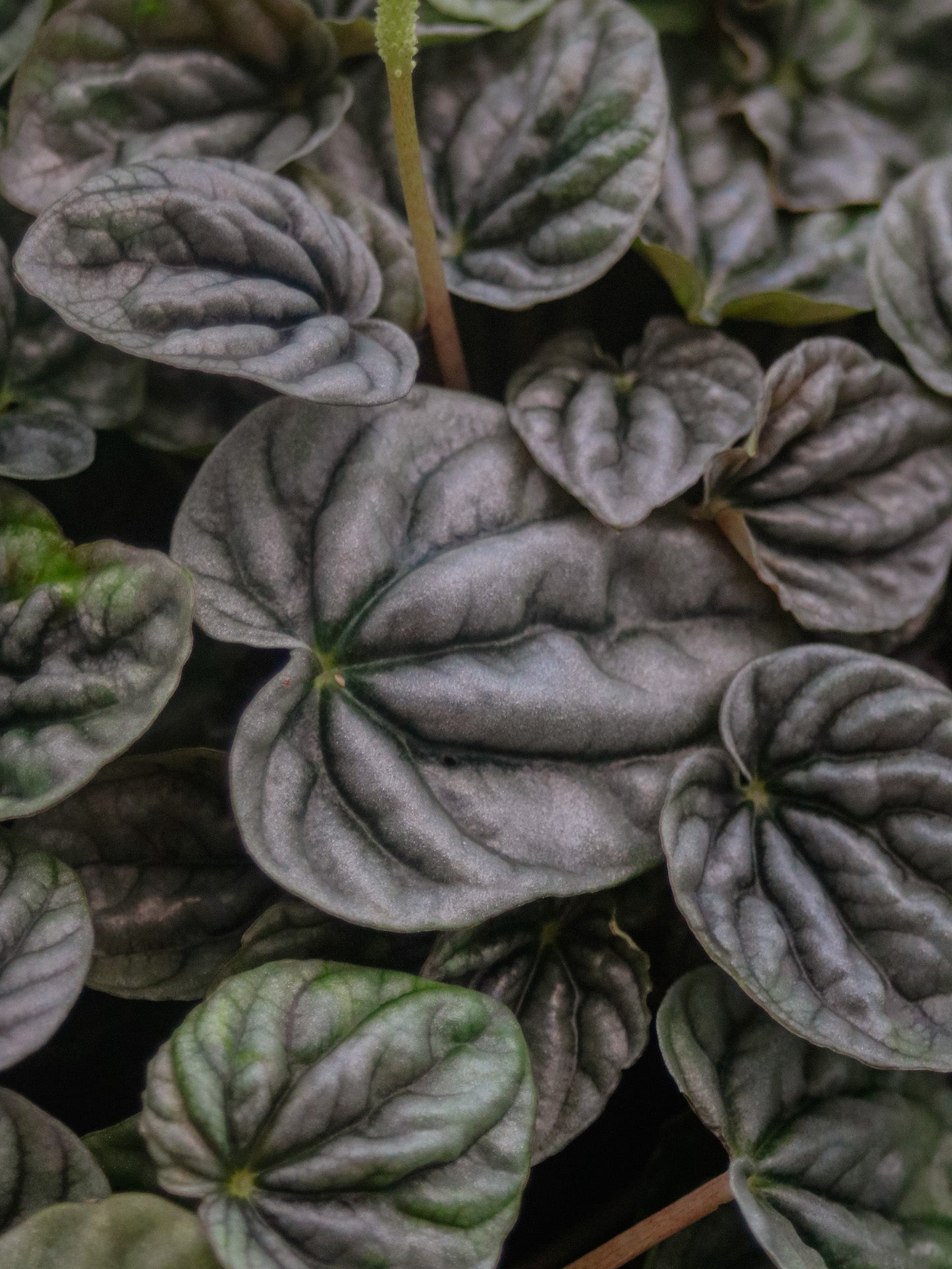 Schumi Silver Peperomia