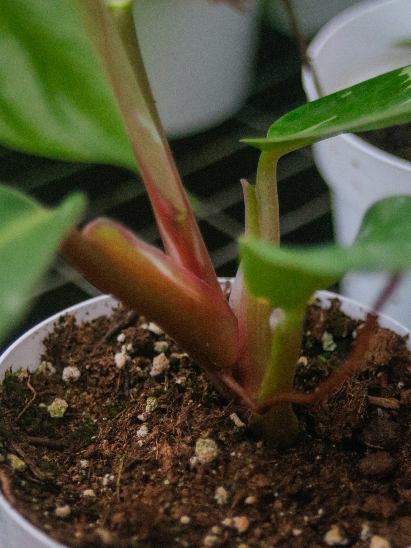 White Knight Philodendron