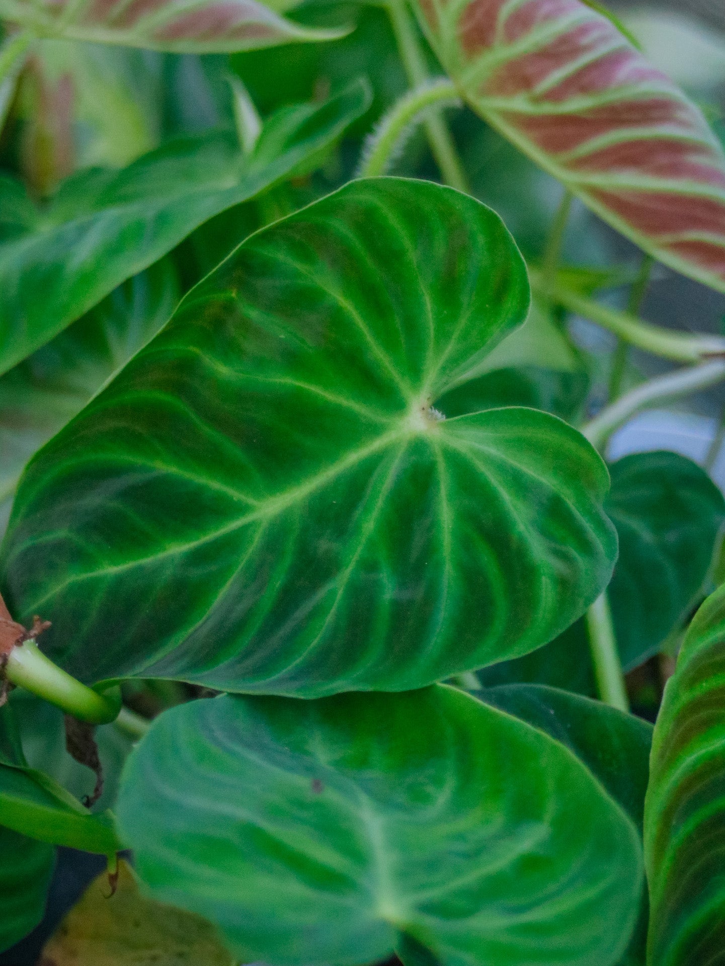 Verrucosum Philodendron