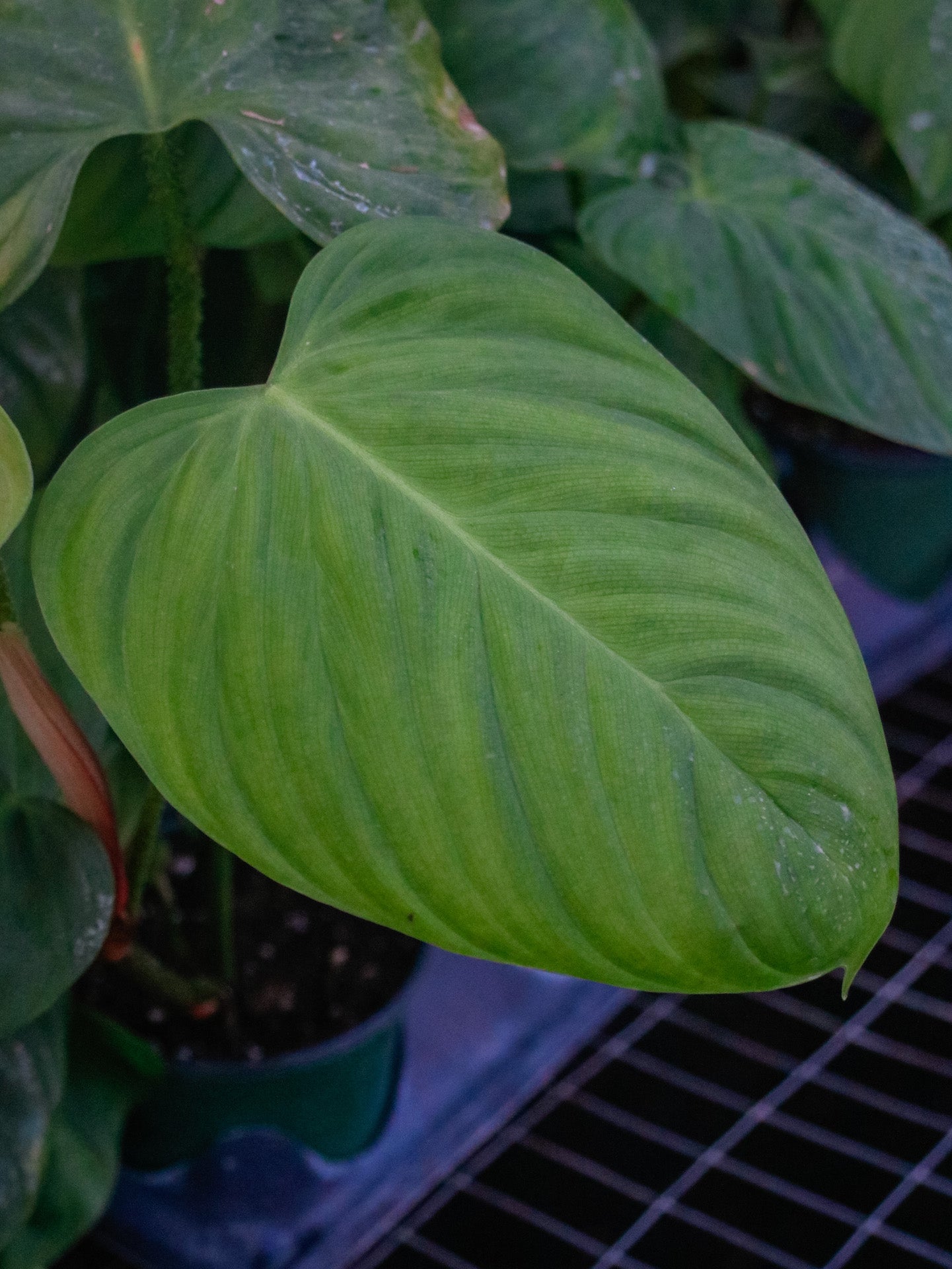 Fuzzy Petiole Philodendron