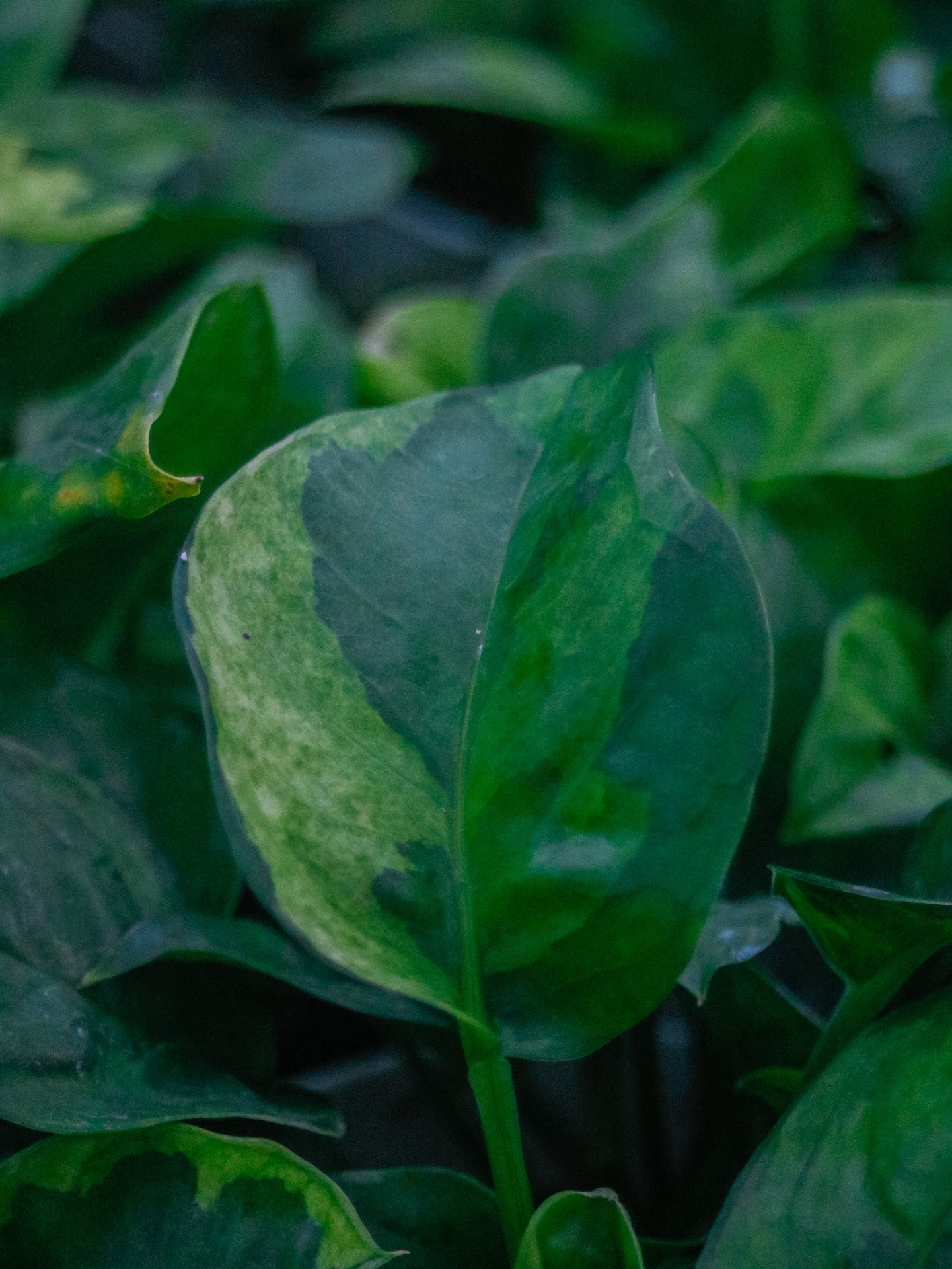 Lemon Meringue Pothos