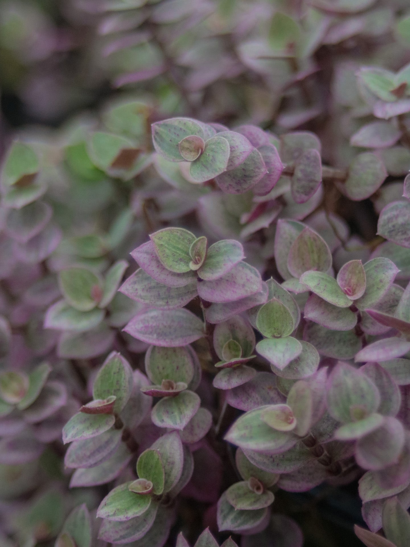 Pink Panther Tradescantia