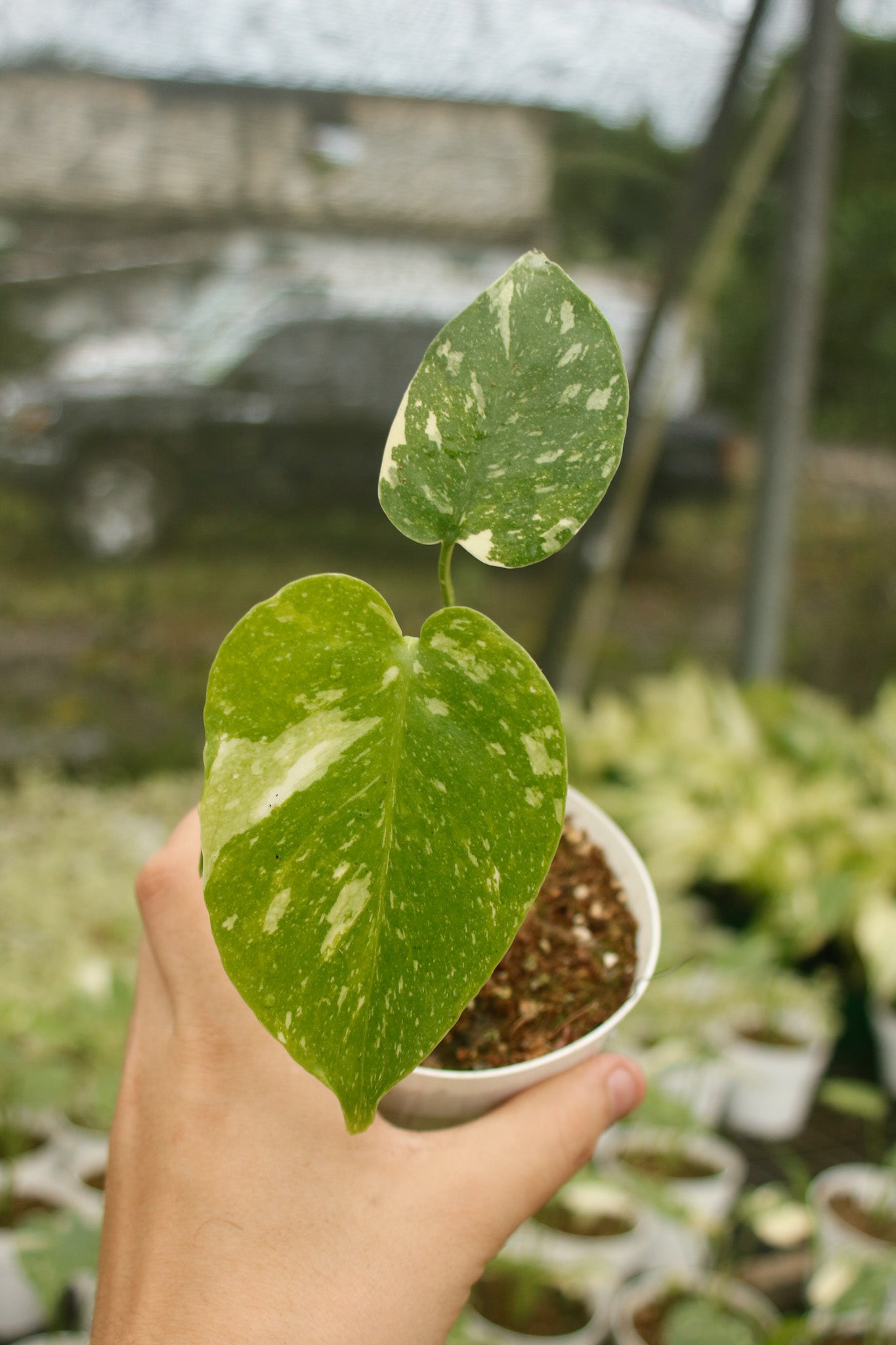 Thai Constellation Monstera