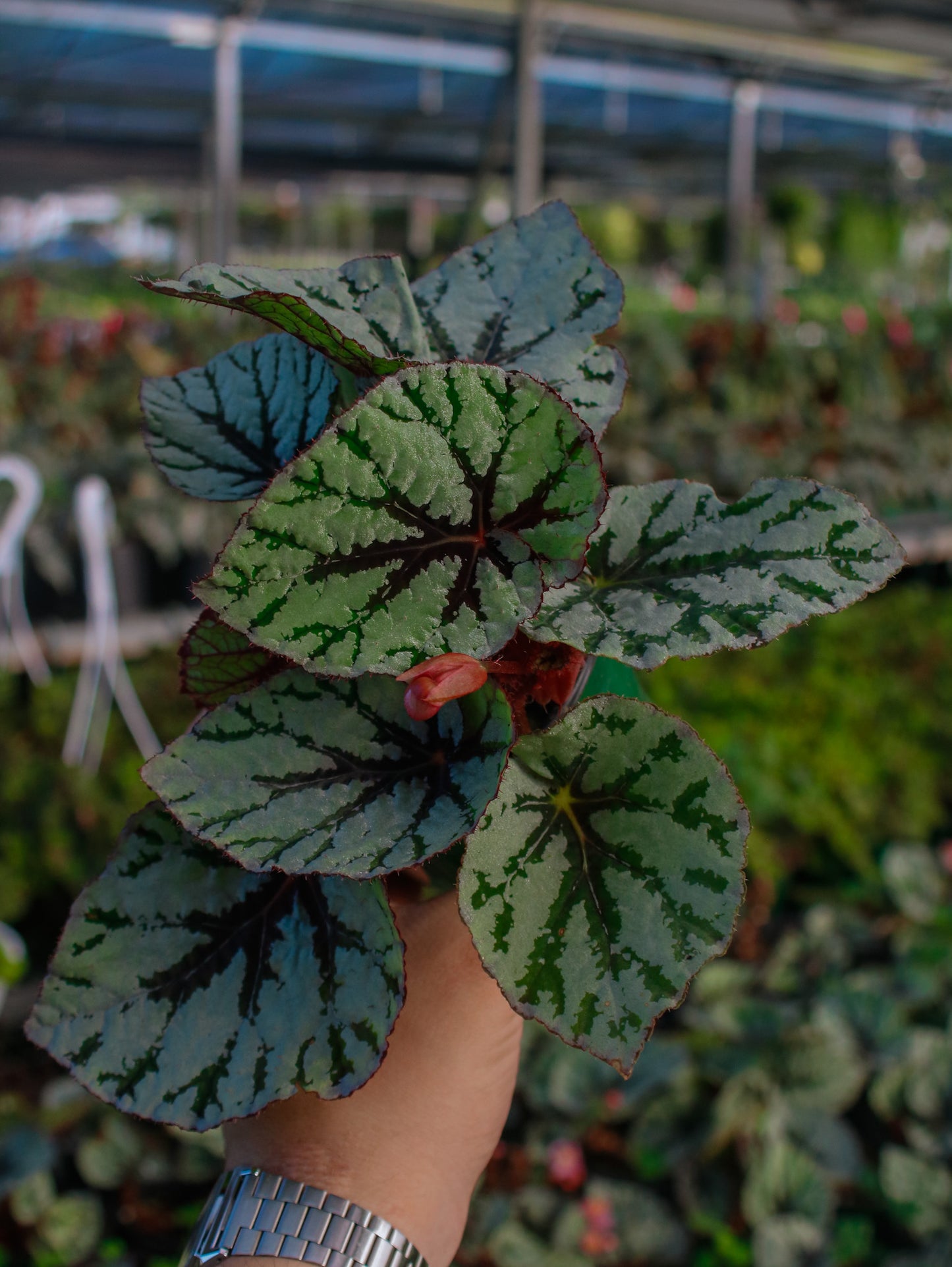 Begonia Rex Flamenco Silver
