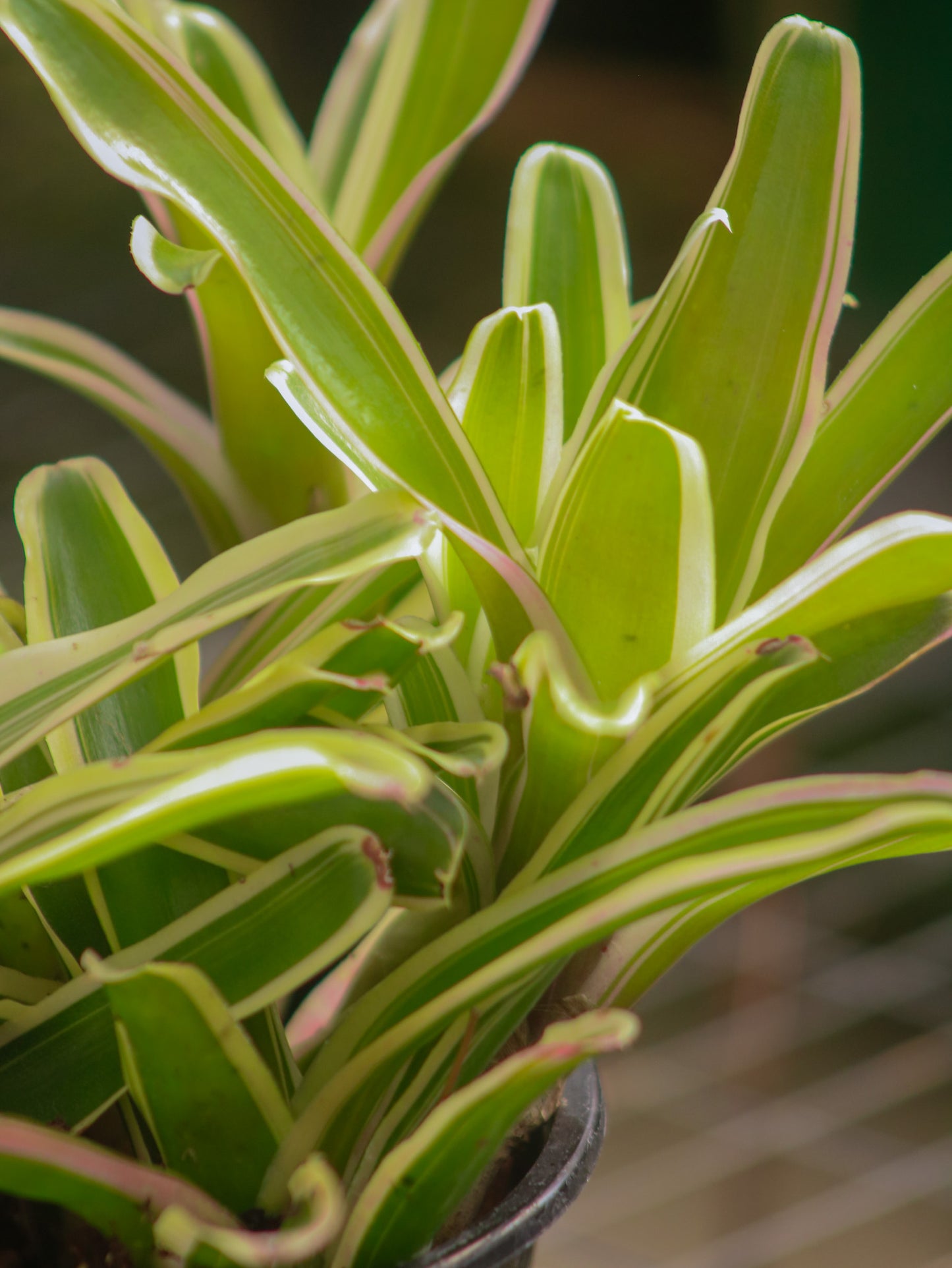 Bromeliad Tricolor Striped "Zoe"