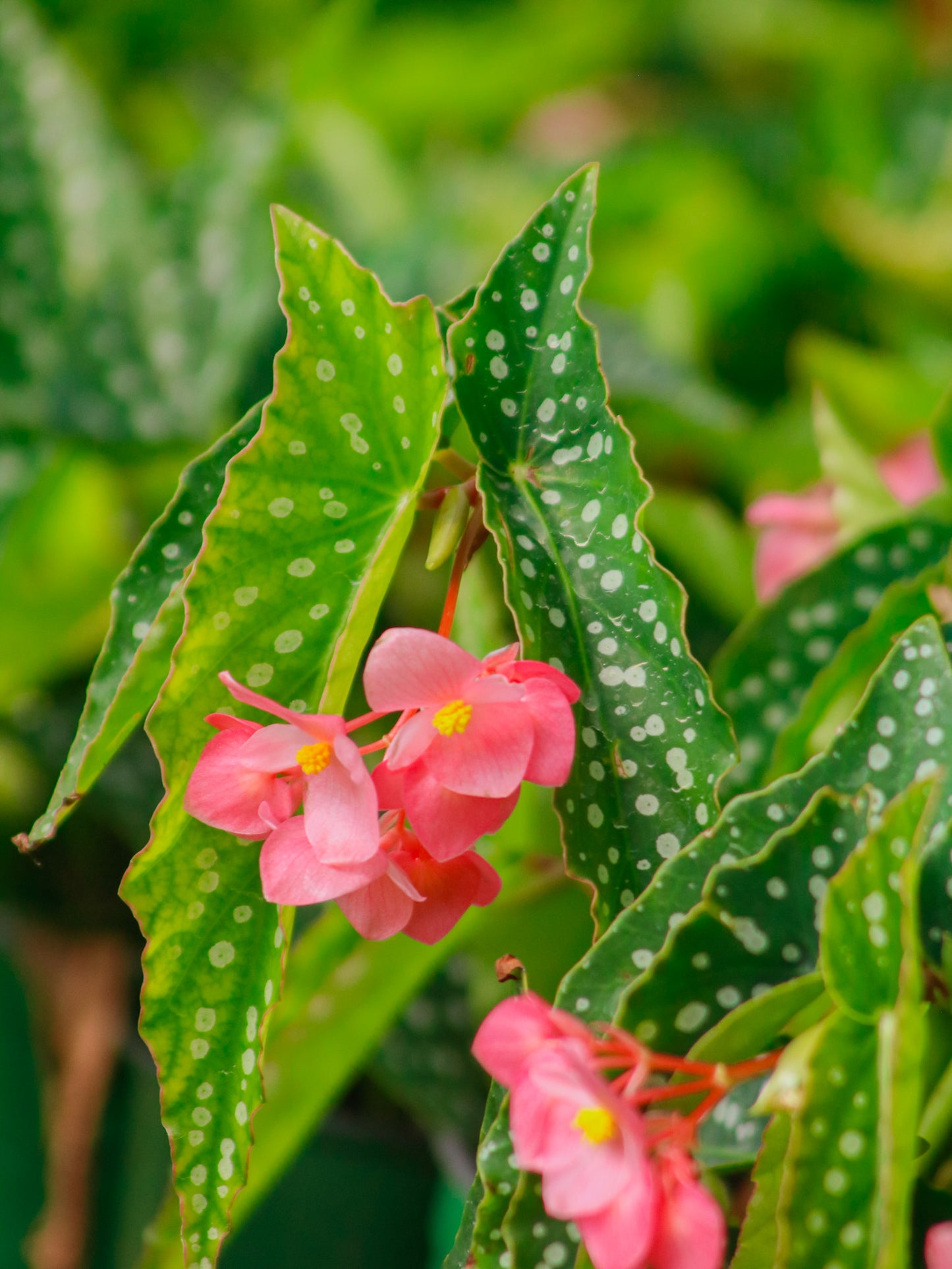 Tamaya Polka Dot Angel Wing Begonia