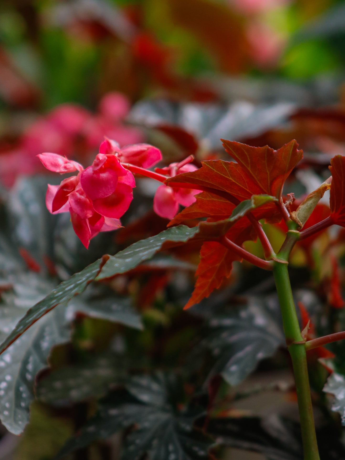 Sophia Angel Wing Cane Begonia