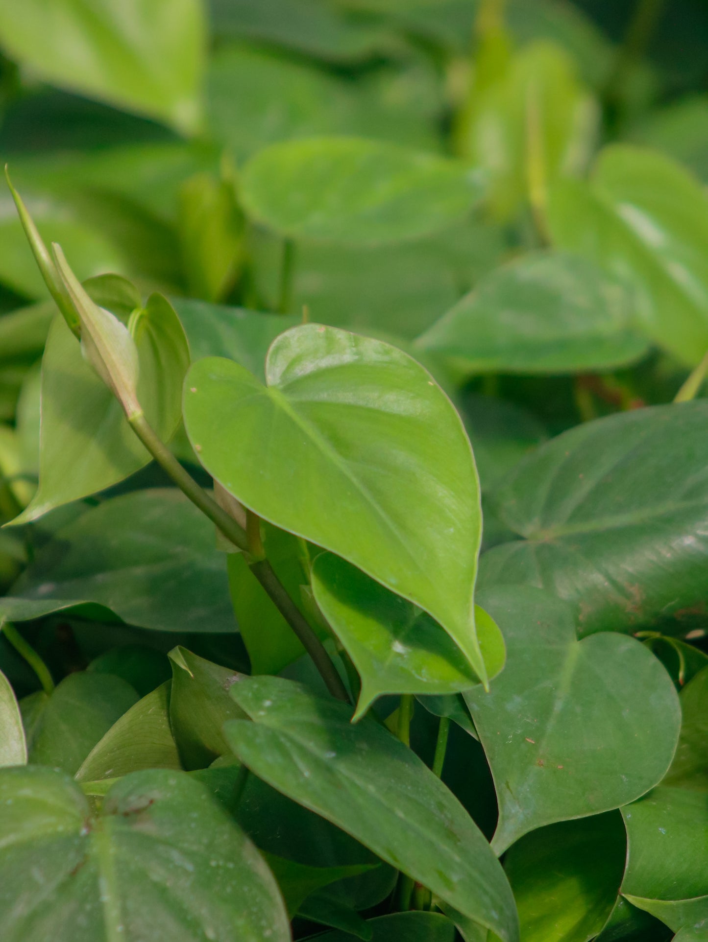 Green Heartleaf Philodendron