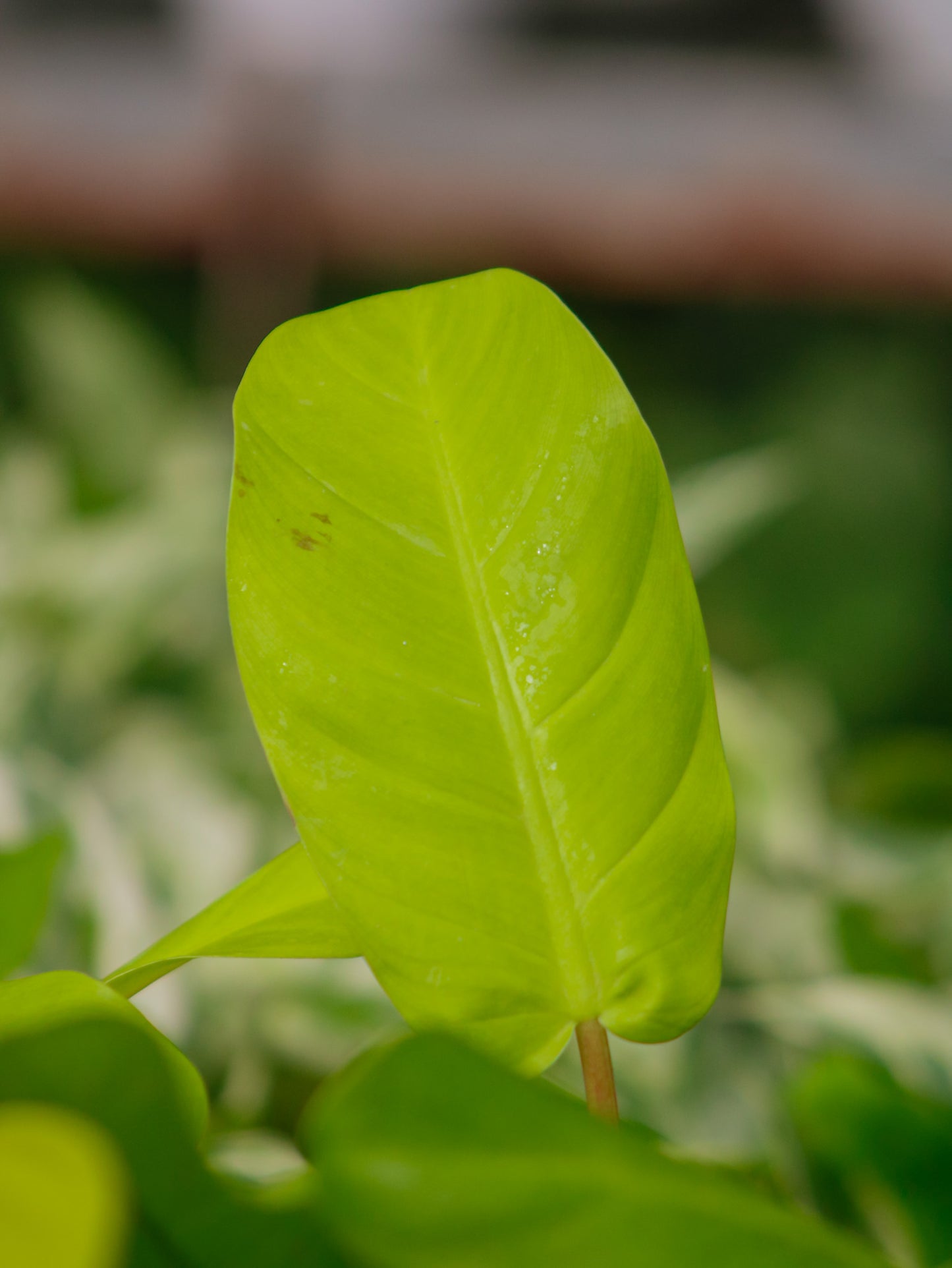 Lemon Lime Philodendron
