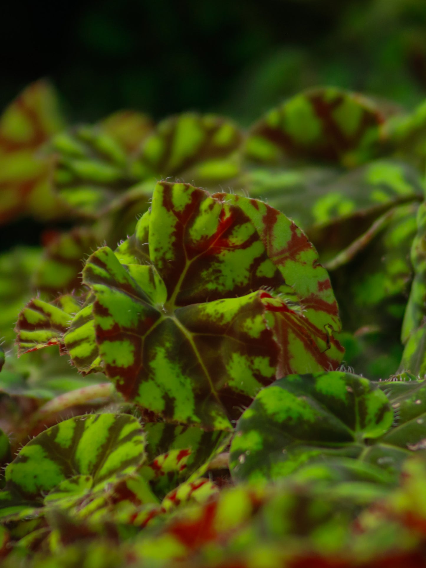 Tiger Paw Begonia Rex
