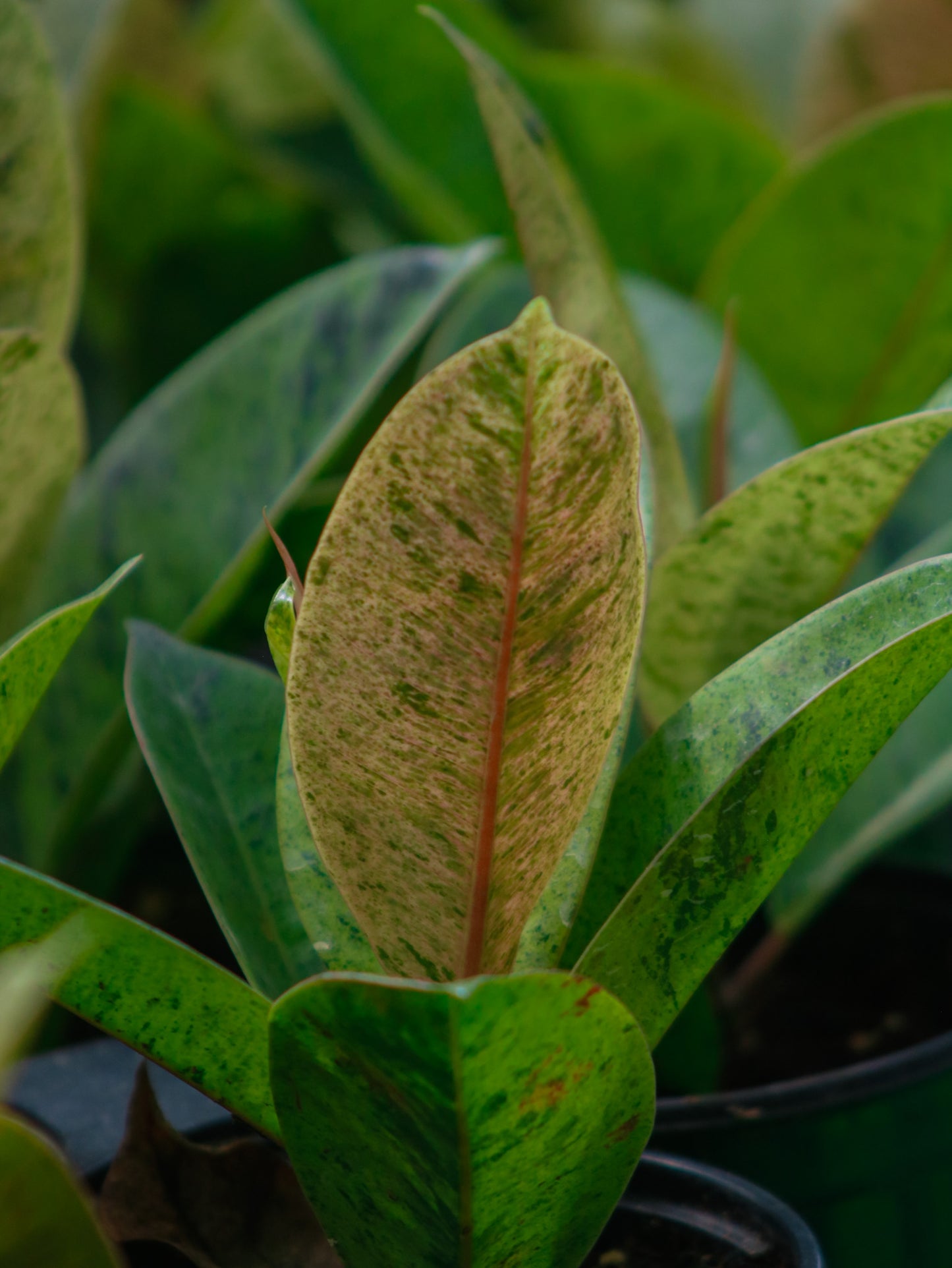 Shivereana Moonshine Ficus
