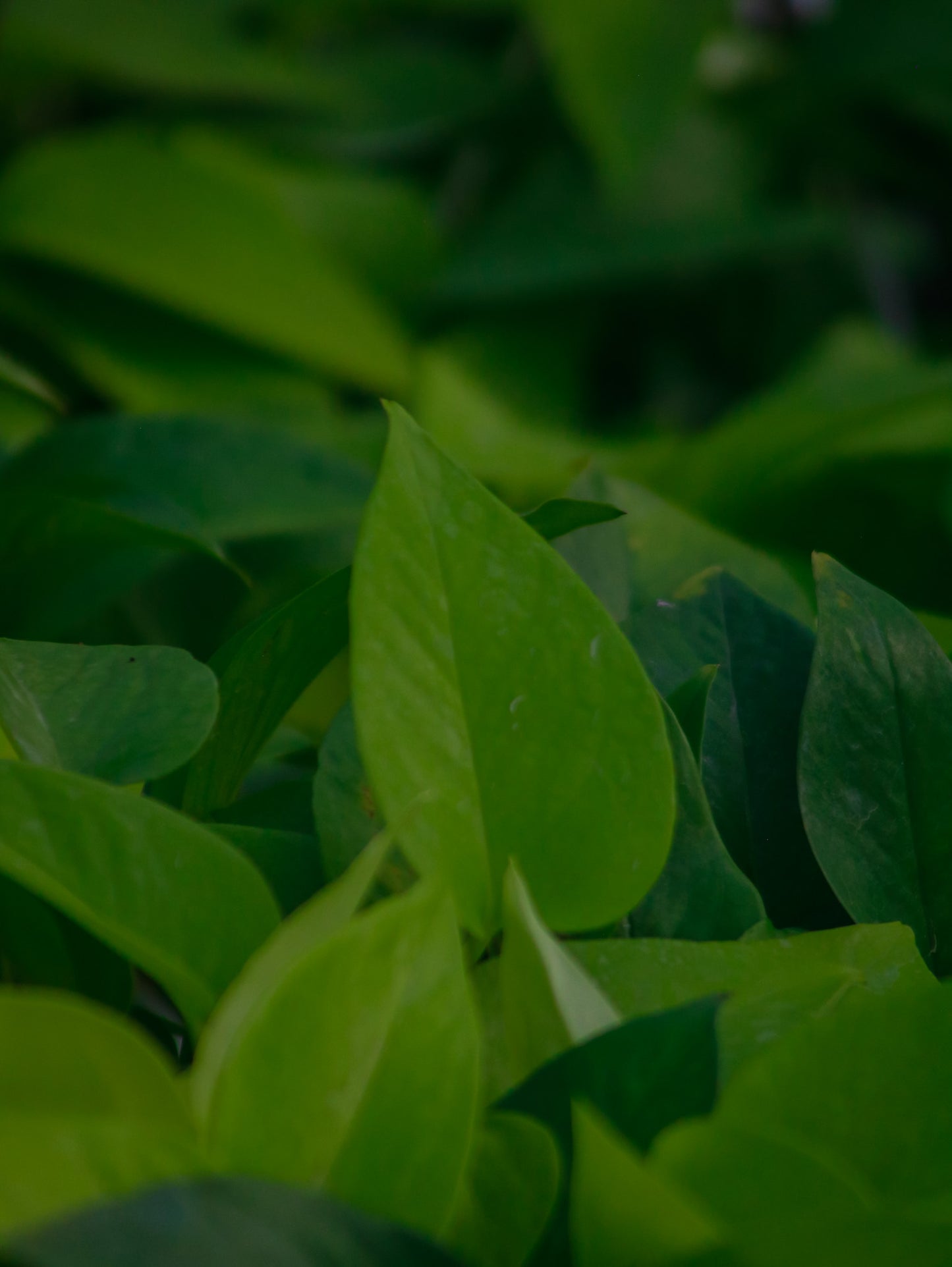 Neon Pothos