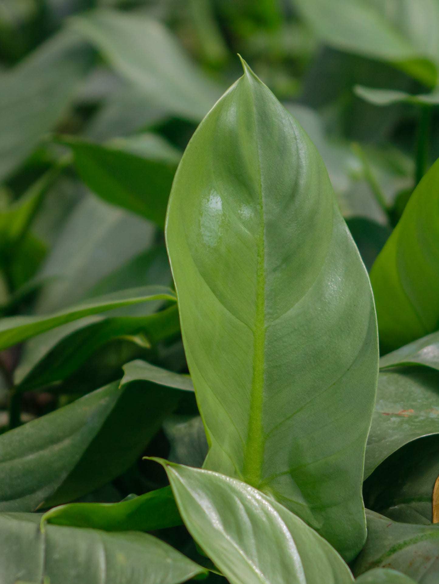Silver Sword Philodendron