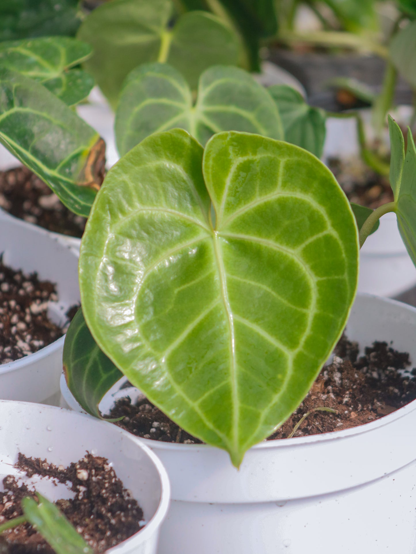 Clarinervium Anthurium