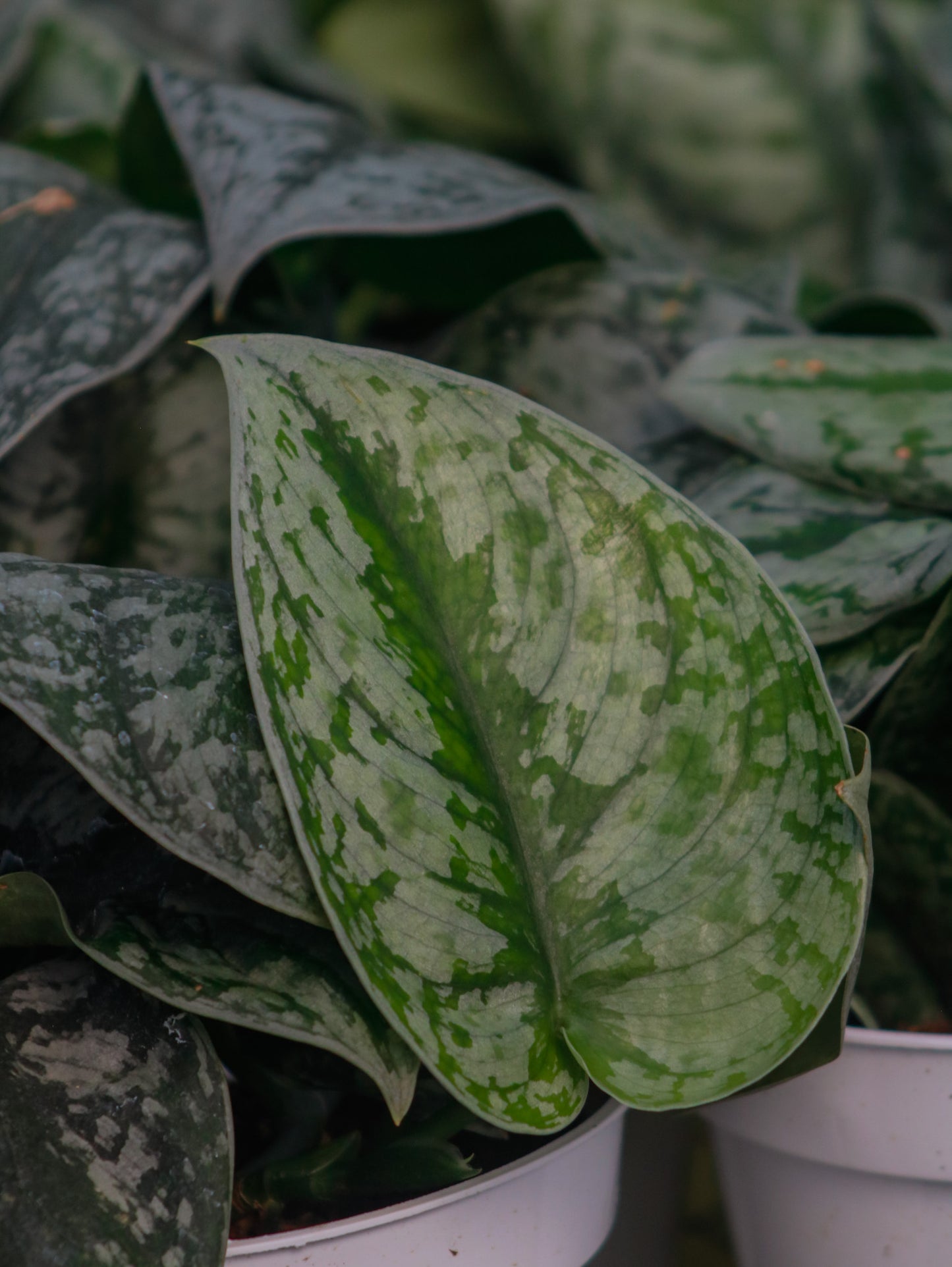 Pothos (Scindapsus) Silver
