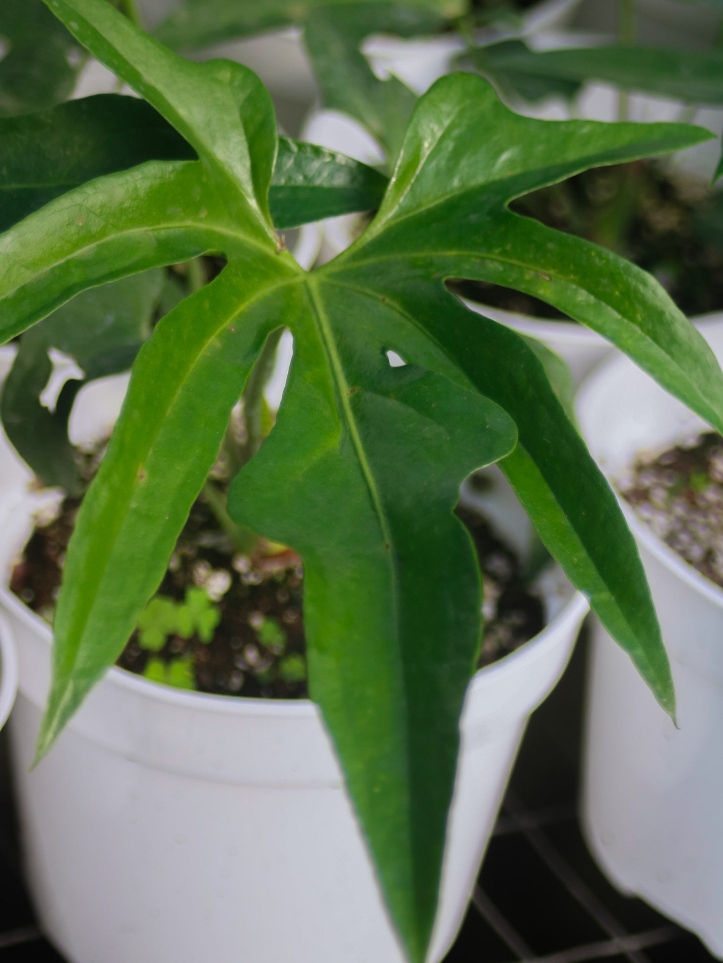 Podophyllum Anthurium