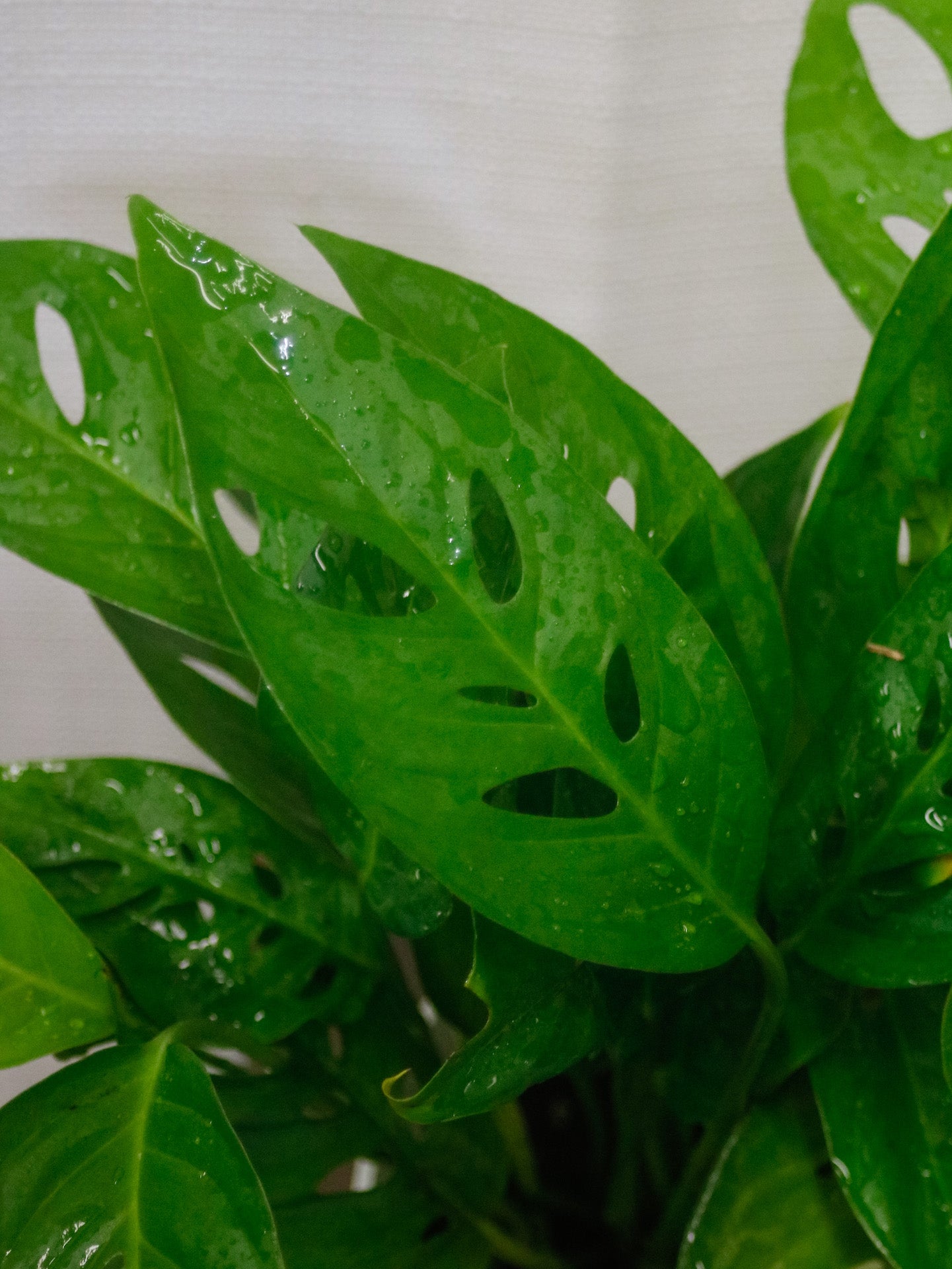 Swiss Cheese Arrow Leaf Monstera