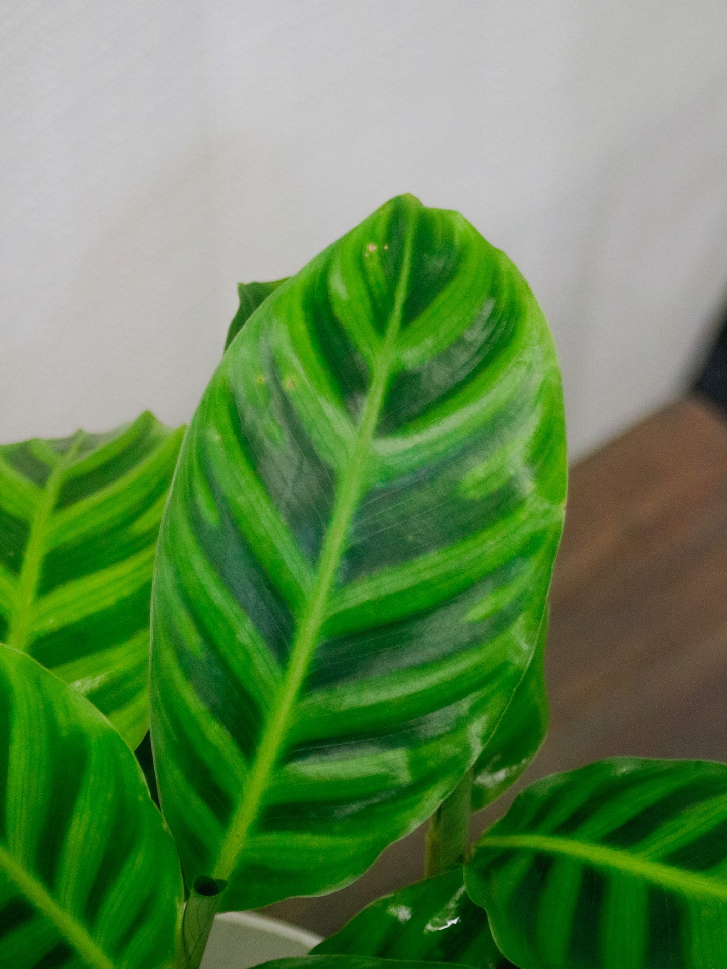 Calathea Zebrina