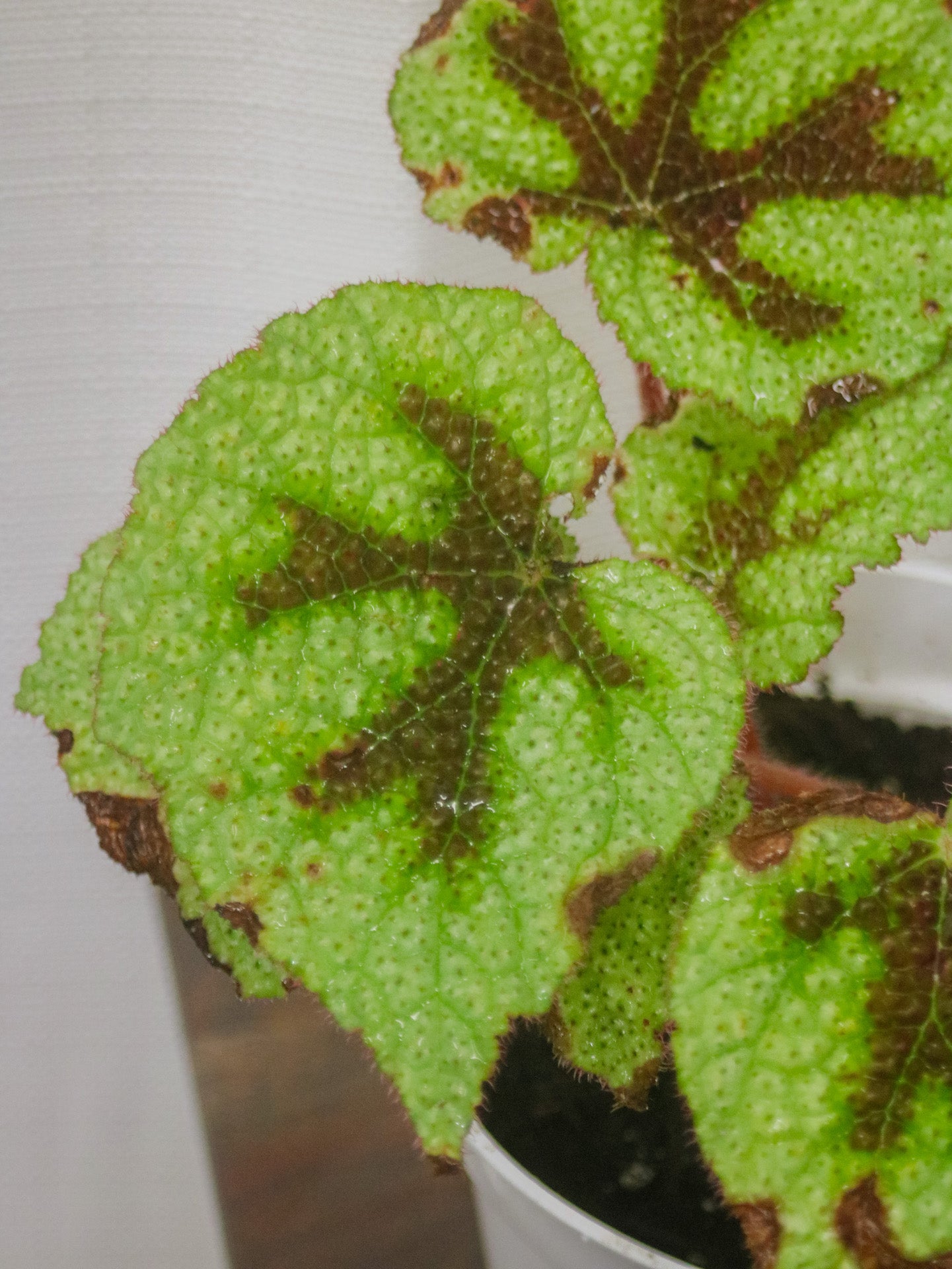 Iron Cross Begonia Rex