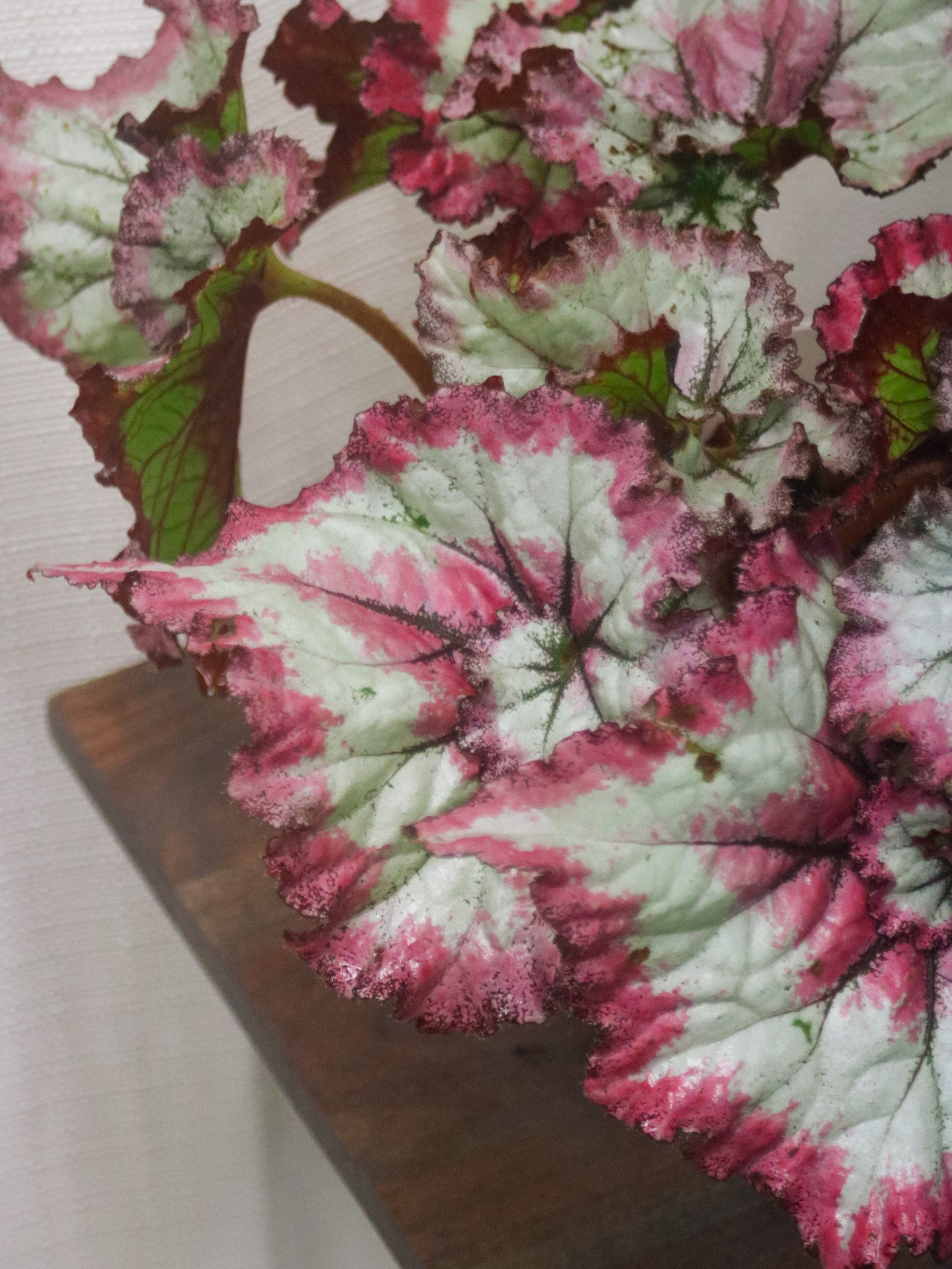 Fandango Begonia Rex