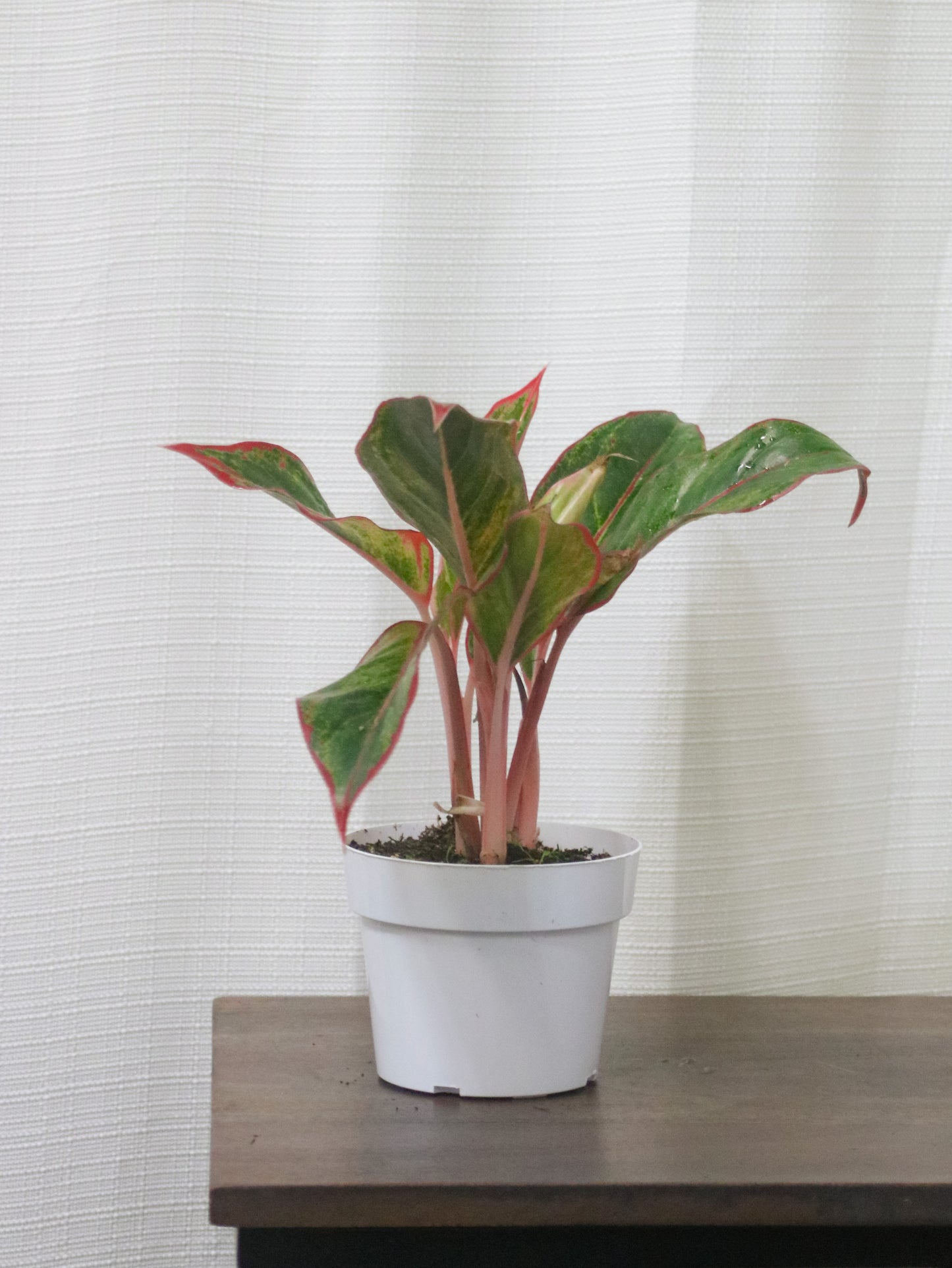 Siam Aurora Aglonema