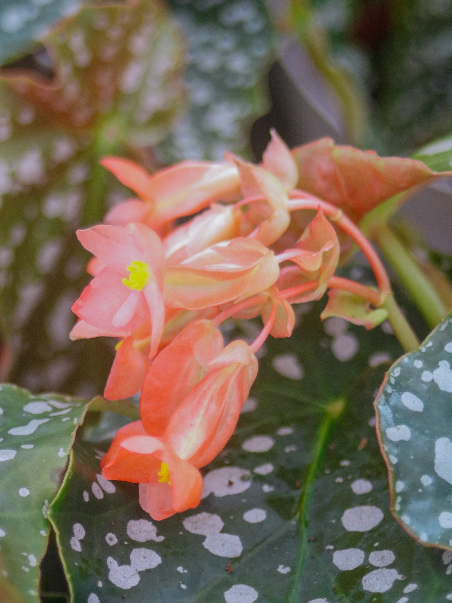 Snow Cap Polka Dot Angel Wing Begonia