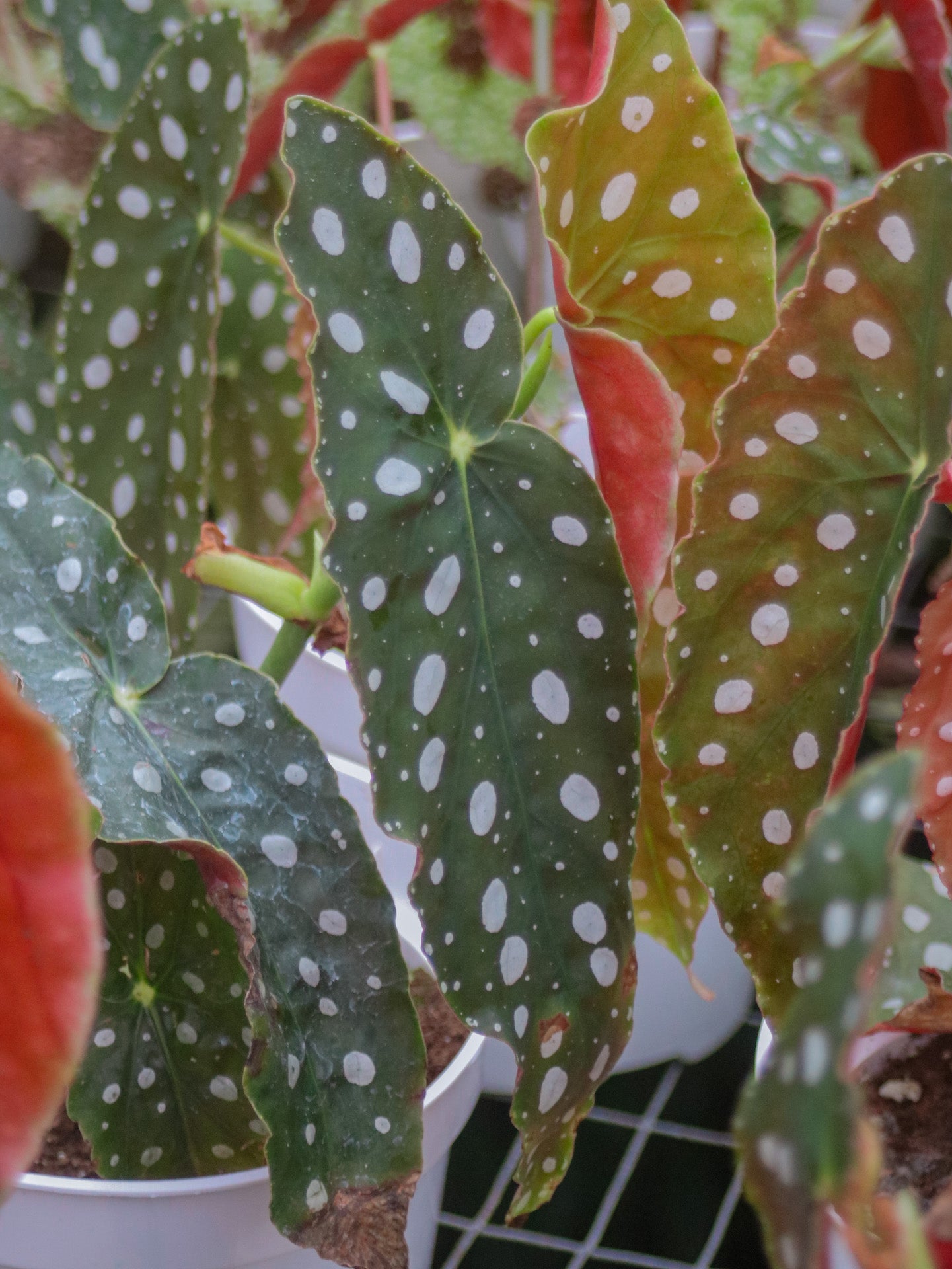 Wightii Polka Dot Angel Wing Begonia Maculata
