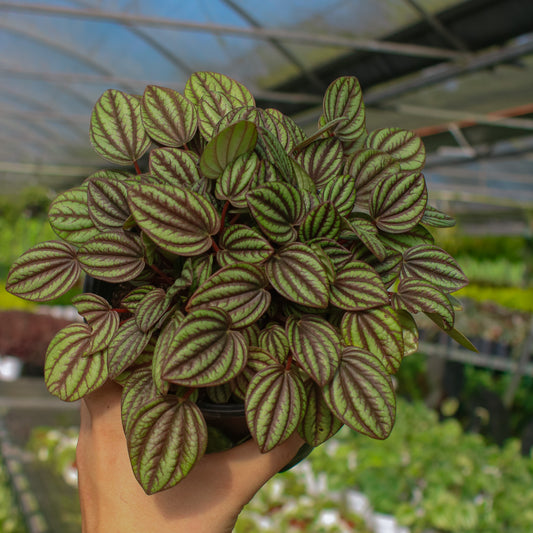 3 Perfect plants for pets