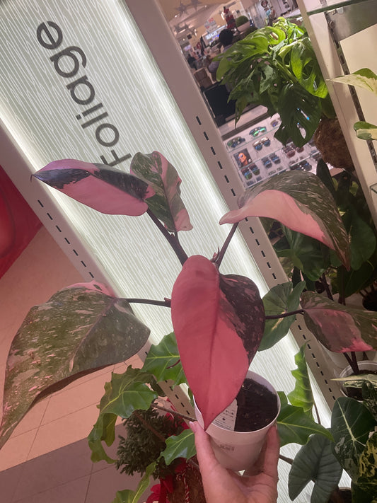 Philodendron Galaxy Pink