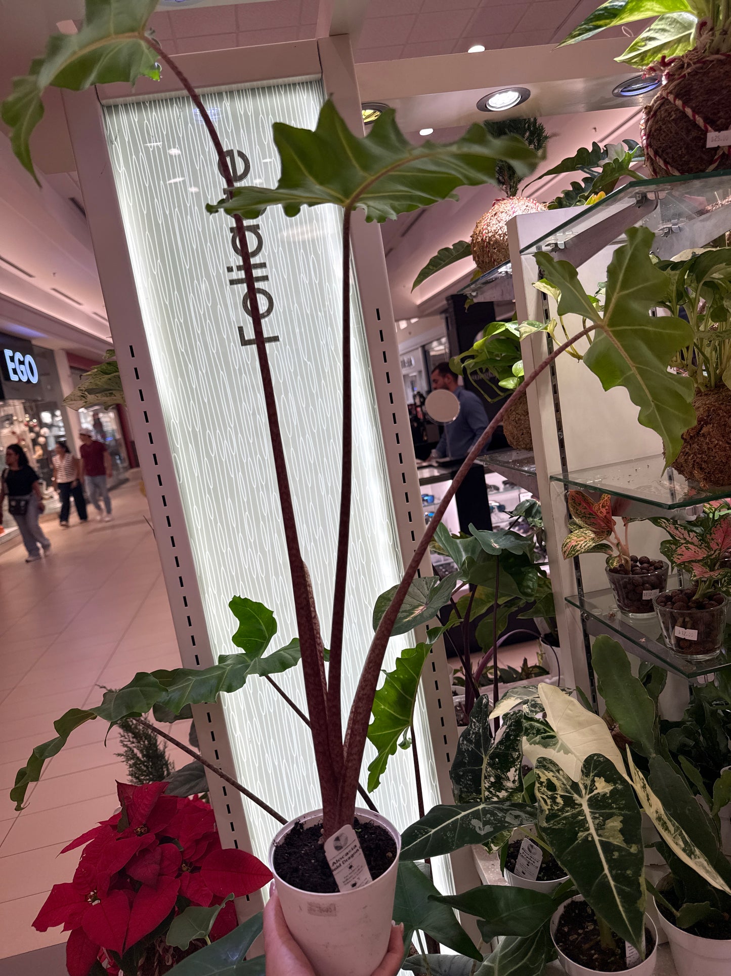 Alocasia Gold Dragon