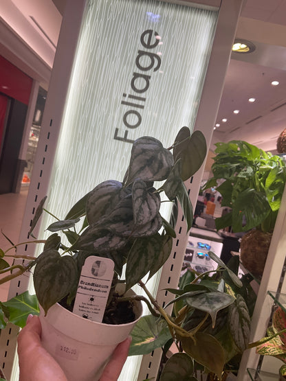 Philodendron Brandtianum