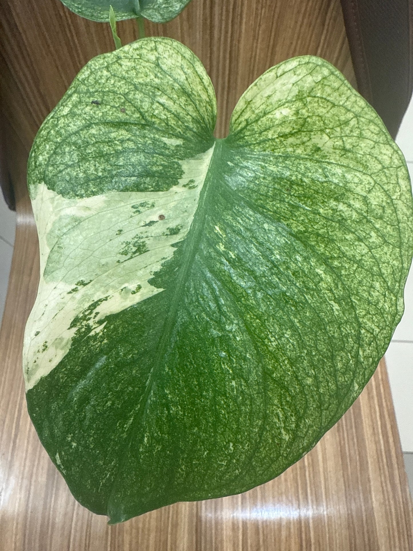 Monstera Mint Variegated