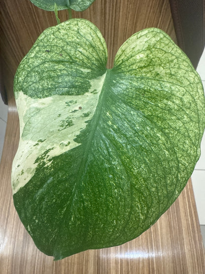 Monstera Mint Variegated