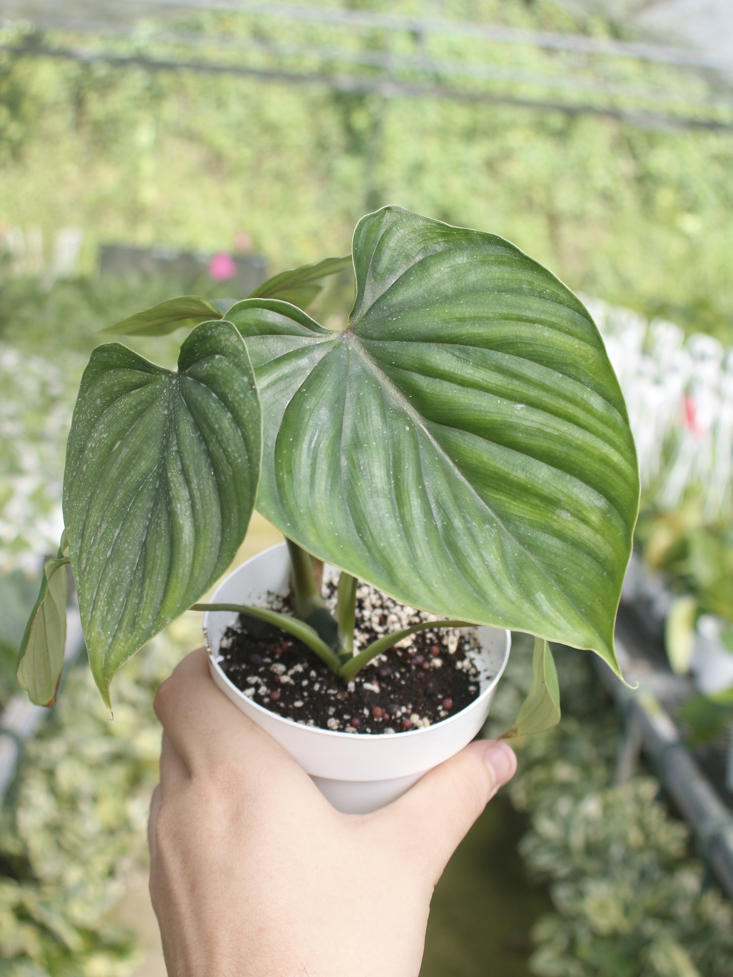 Plowmanii Philodendron