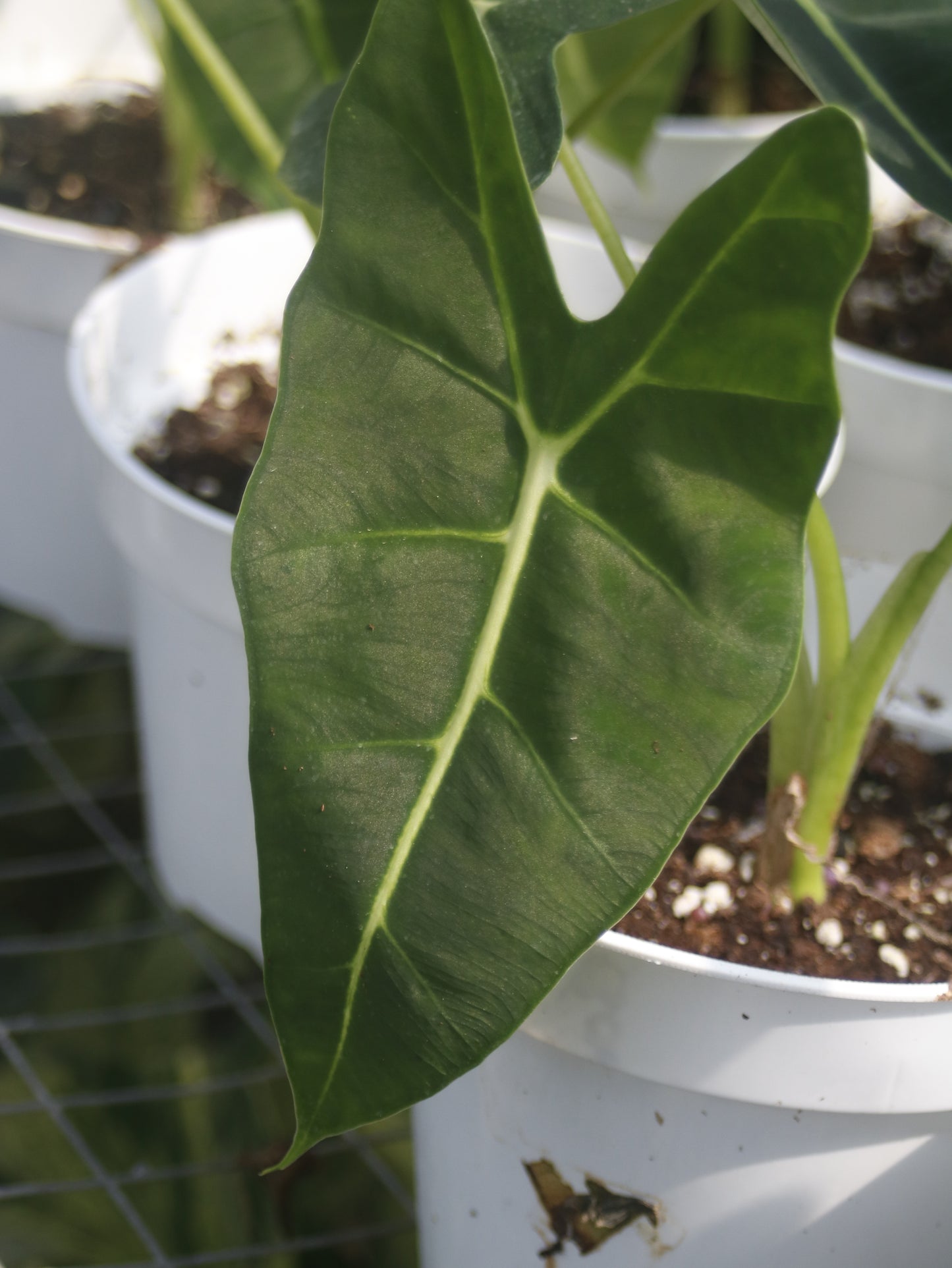 Alocasia Frydek